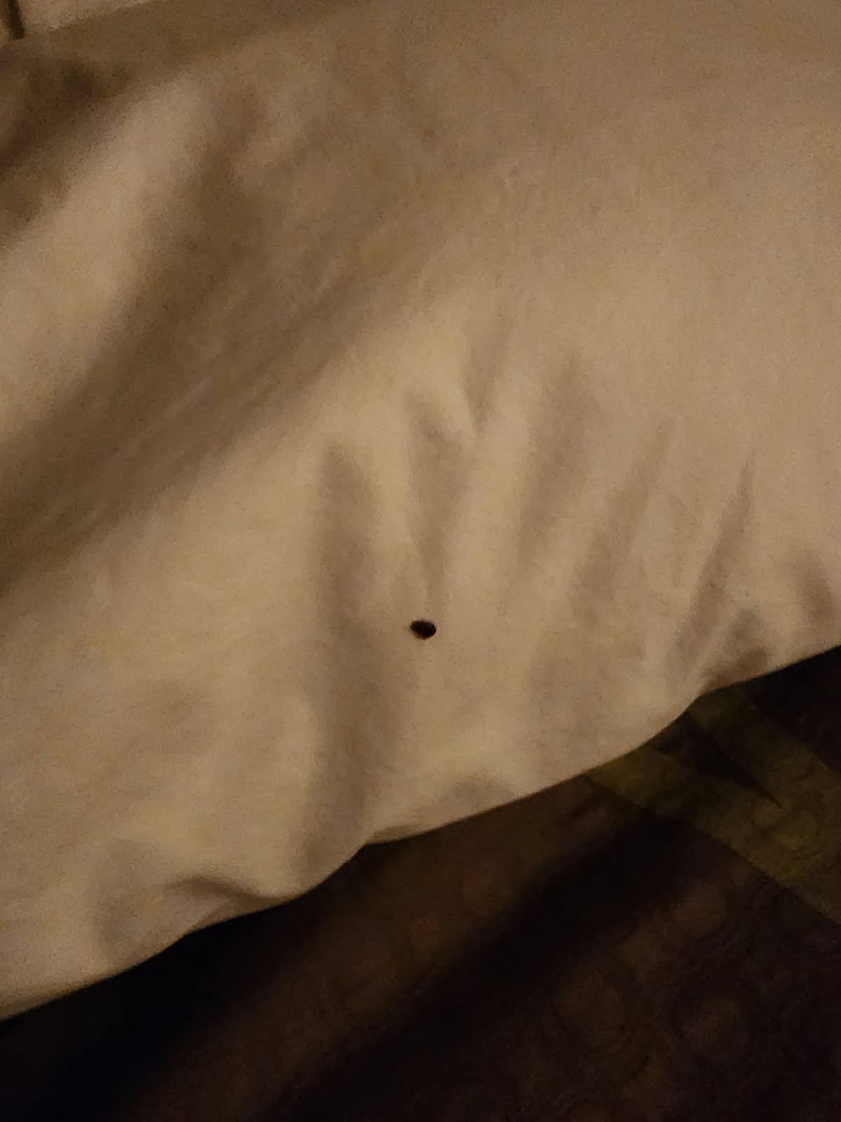 I have multiple pictures of bed bugs on the bed. Left and went to a different hotel. waiting for a call from someone from Hotels.com for a refund or I will contact the credit card company and cancel the charge