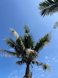 Fra stranden, Shore Club