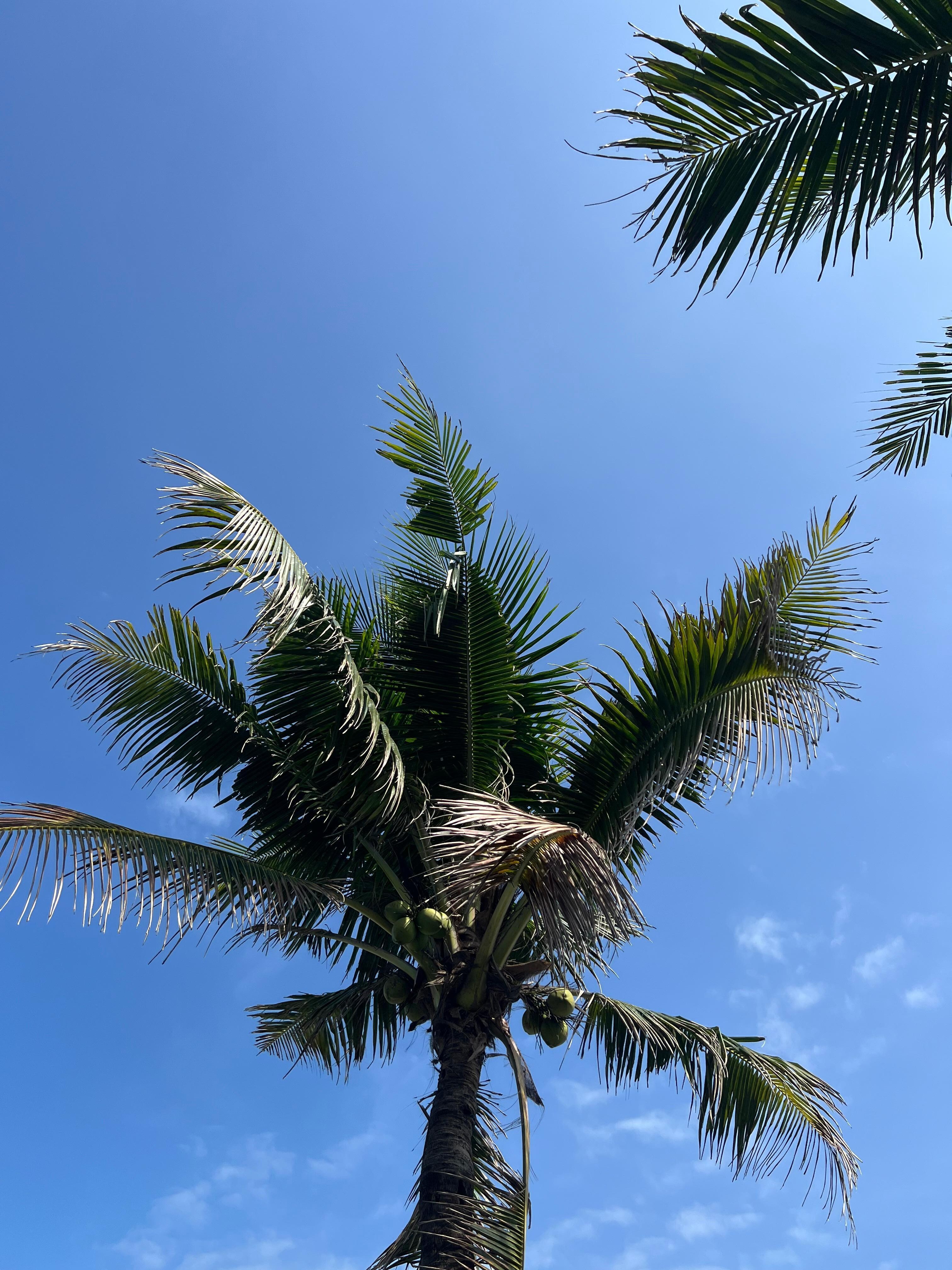 Fra stranden, Shore Club