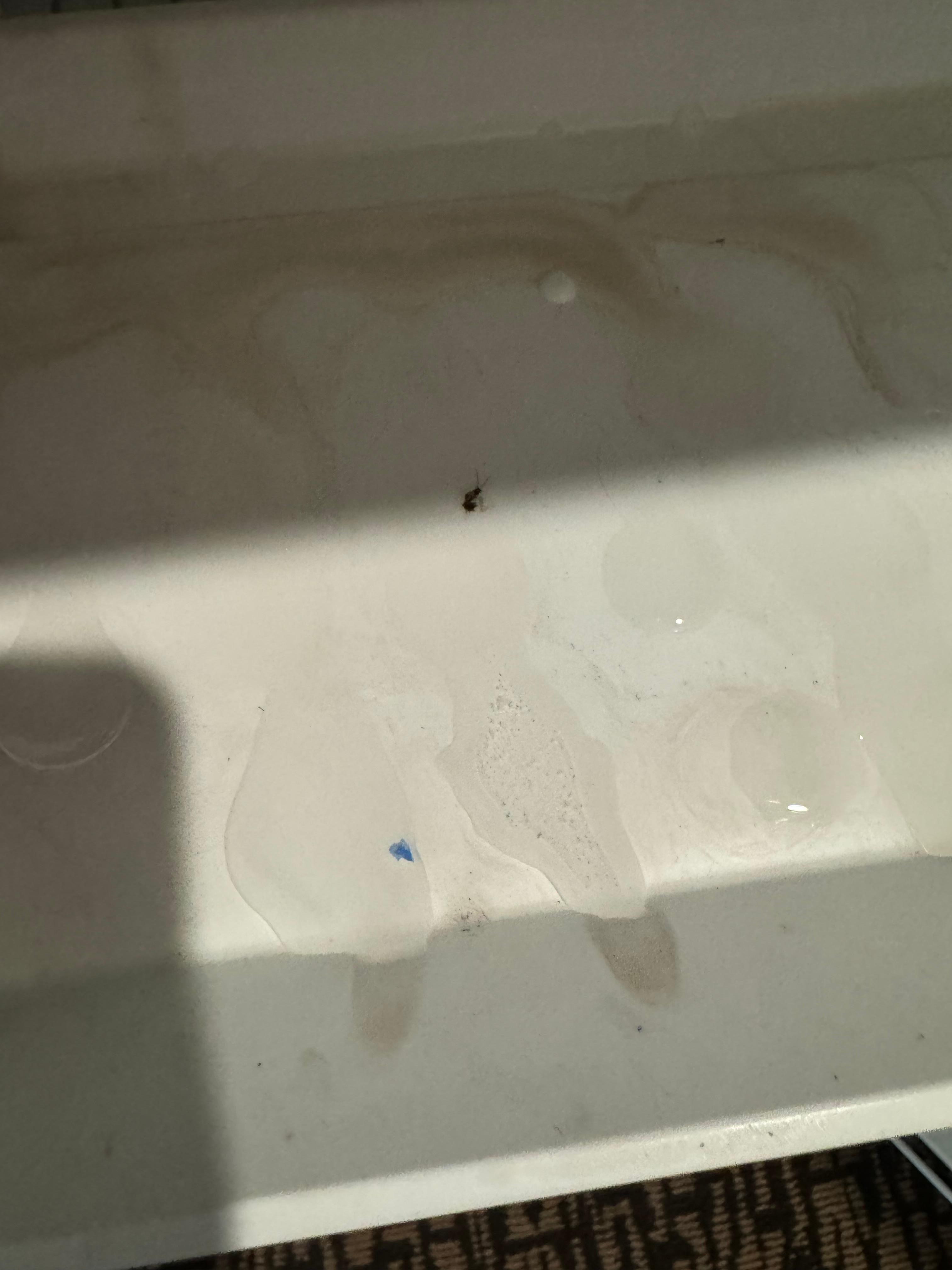 Bottom of fridge with stagnant water and dead roach