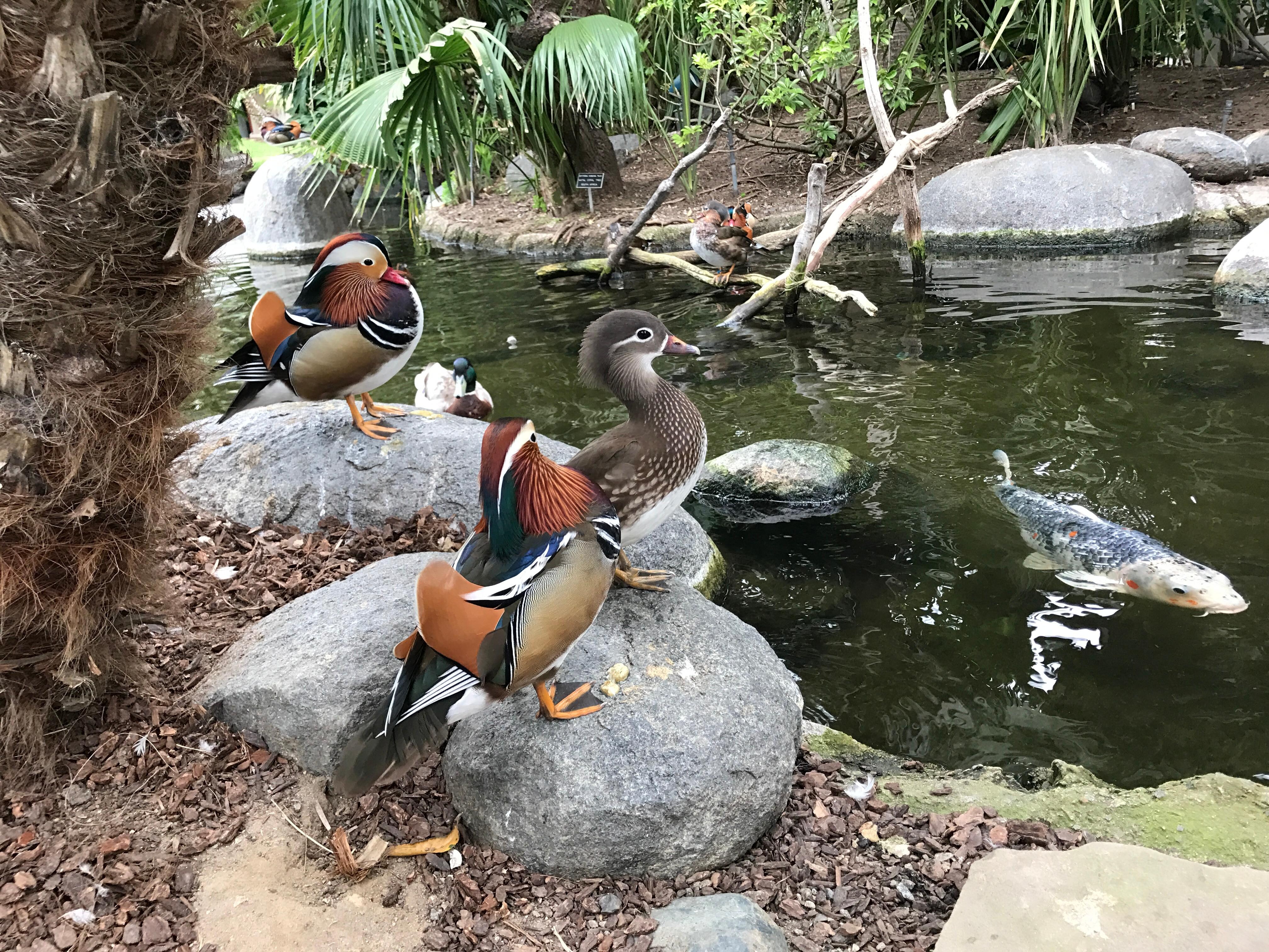 Parrots on grounds