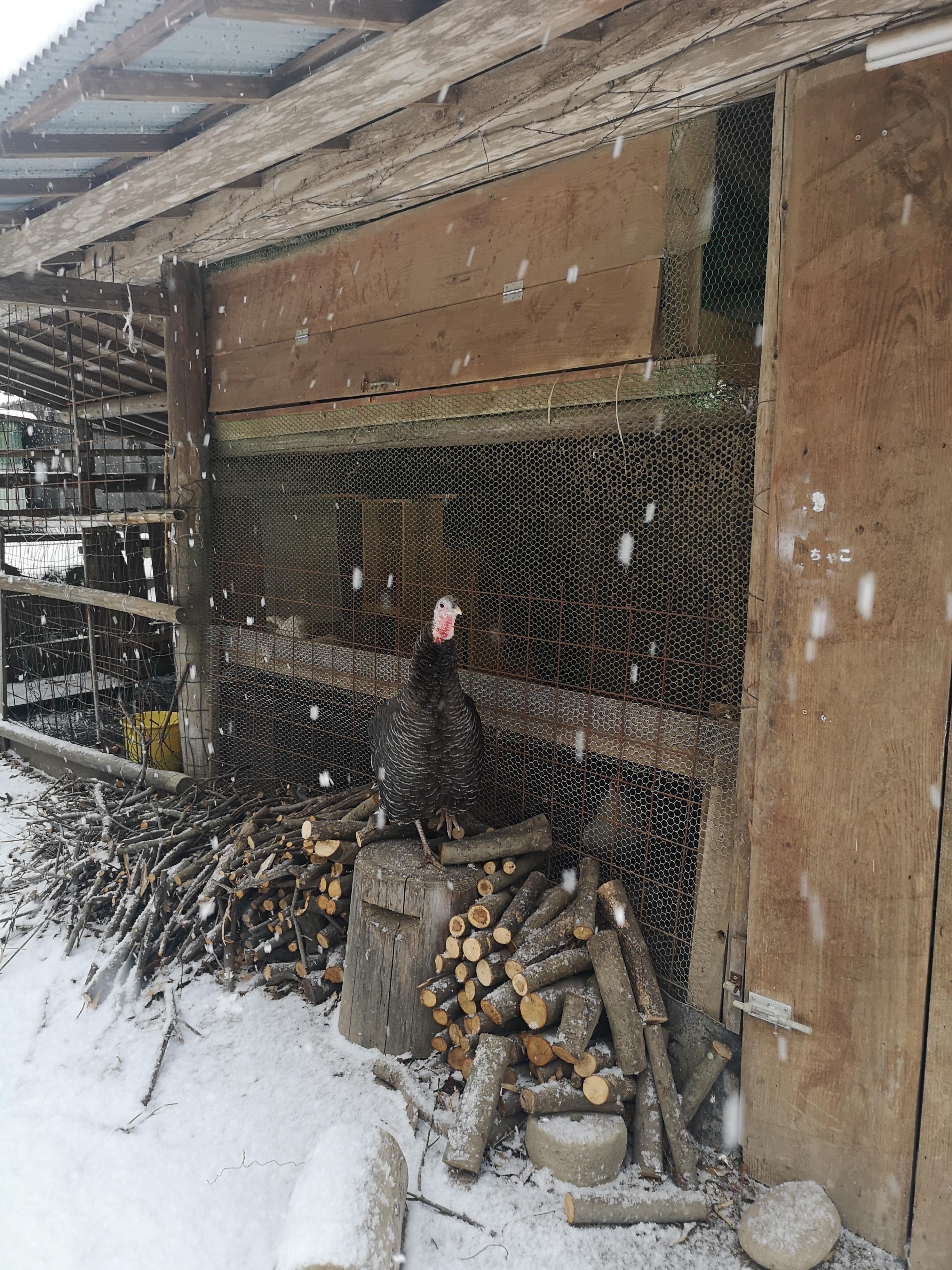 飼っている七面鳥