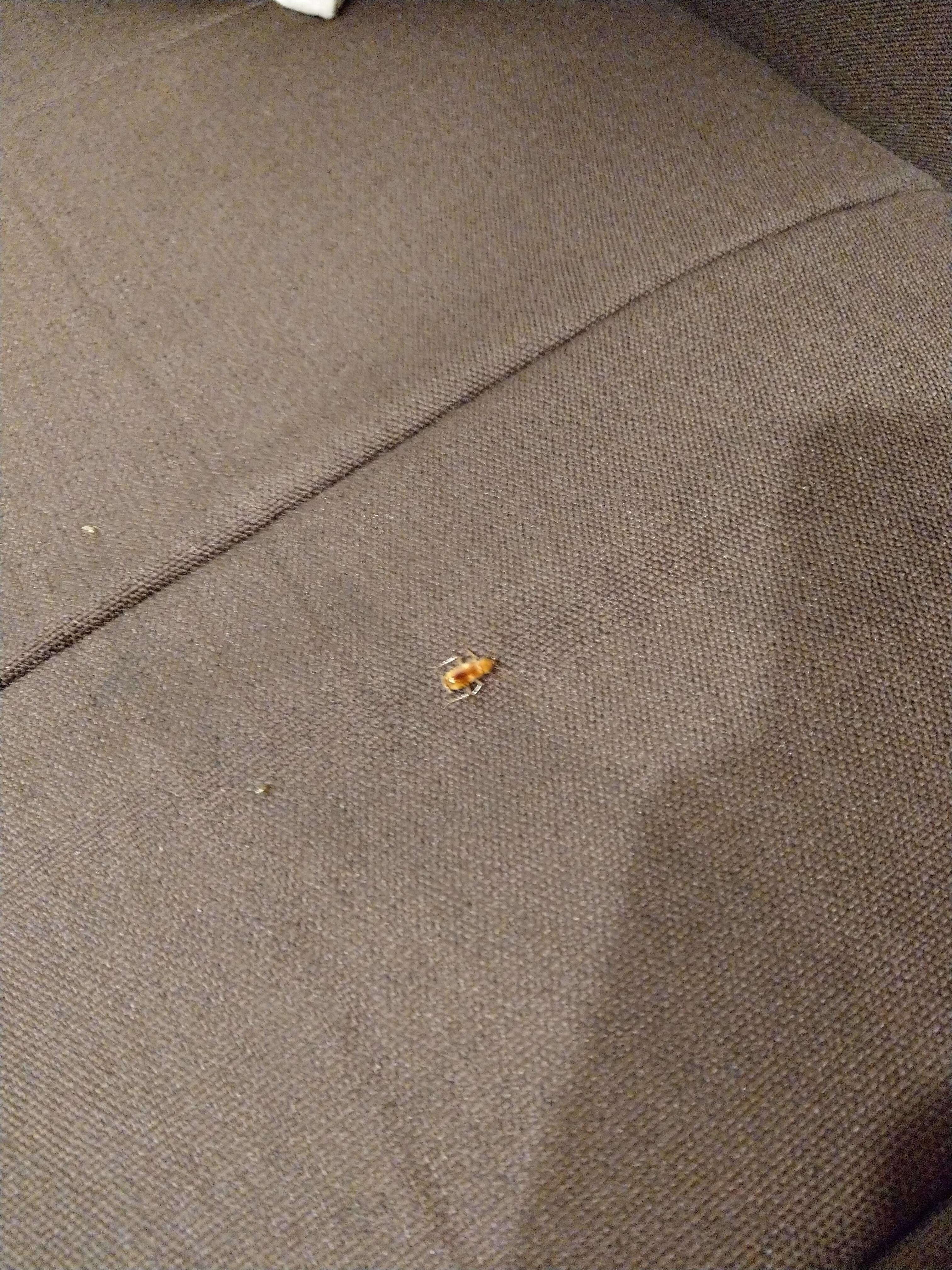 沙發上很多小蟑螂