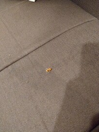 沙發上很多小蟑螂