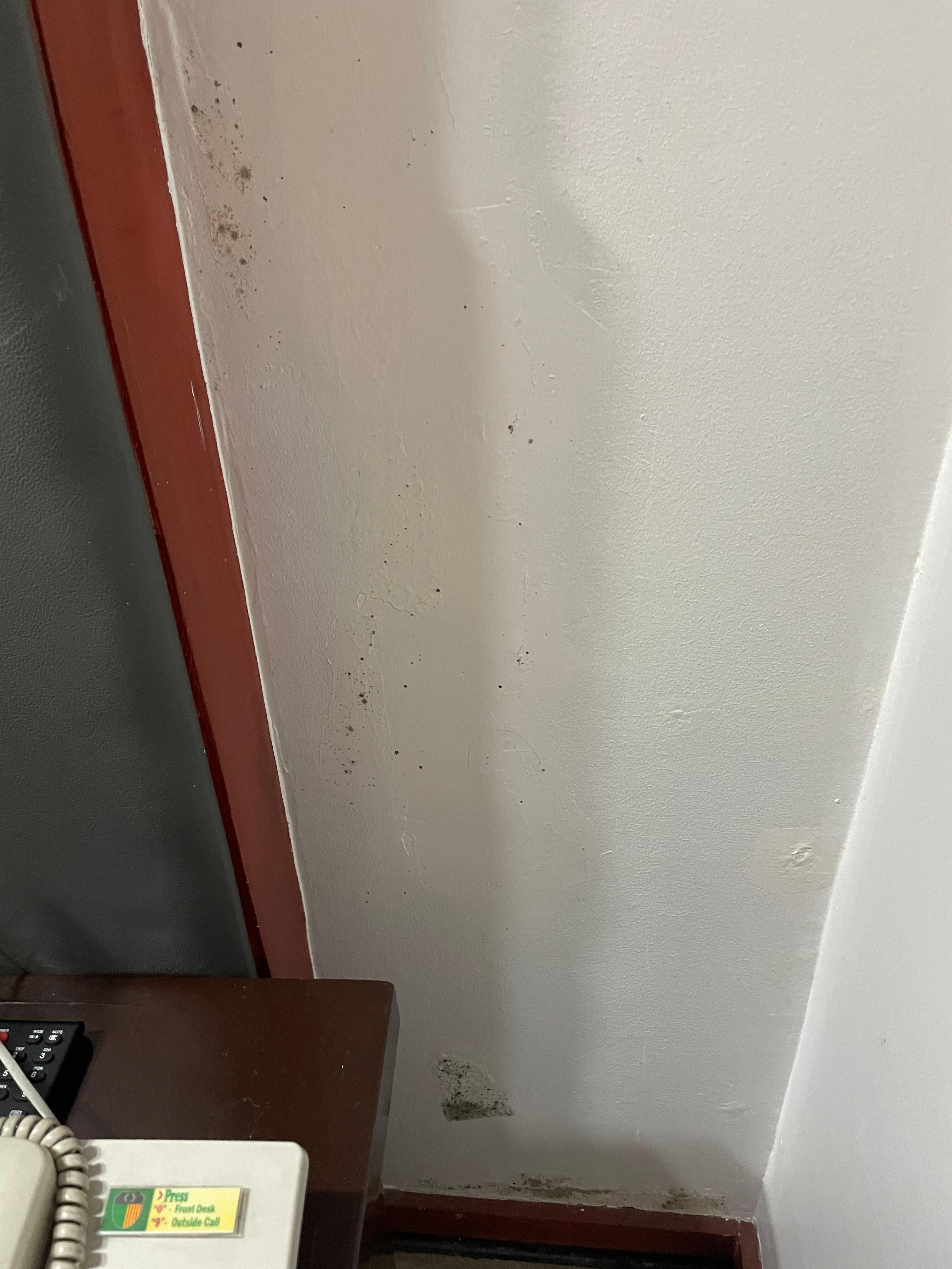 Mold on the wall