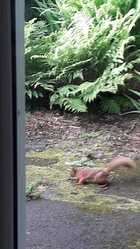 Red Squirrel outside breakfast room