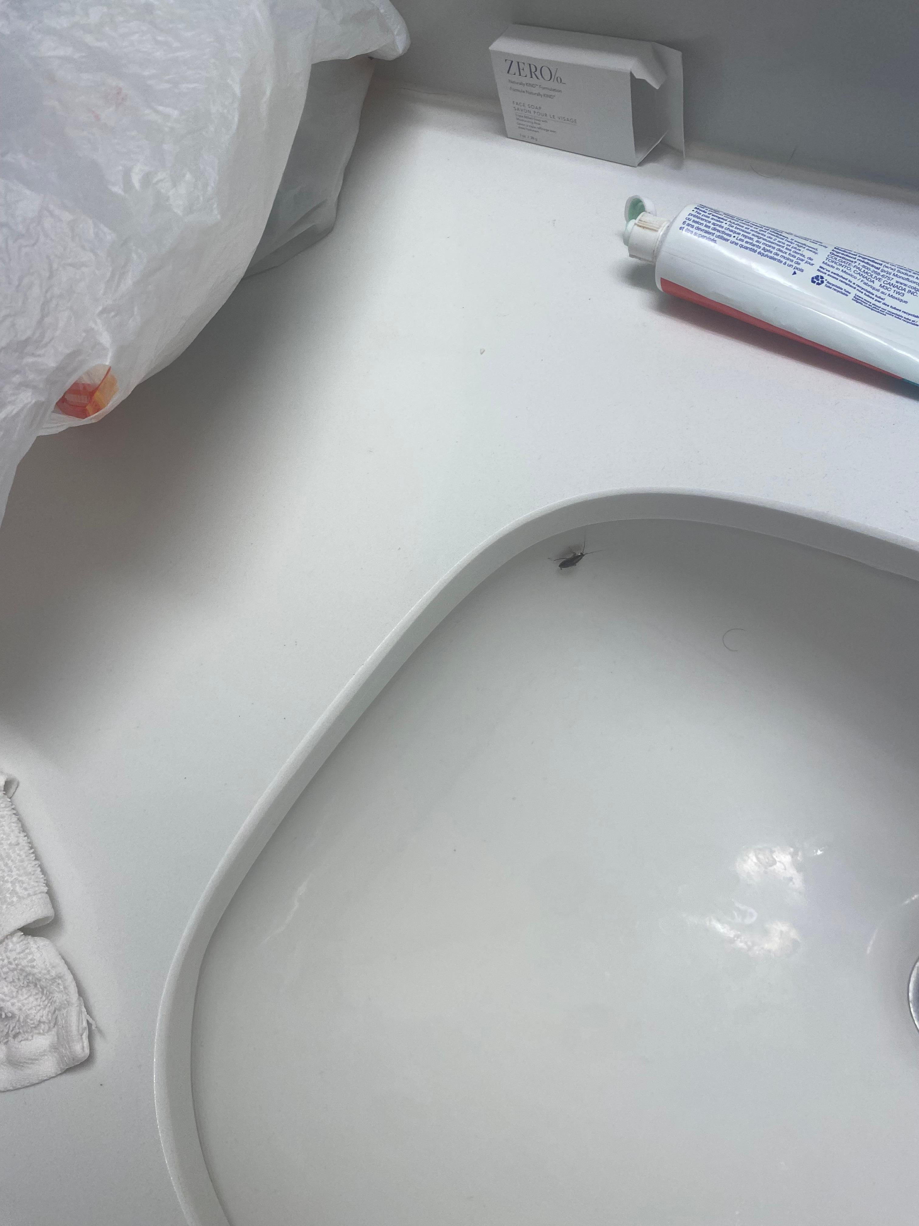 Pic of cockroach in sink