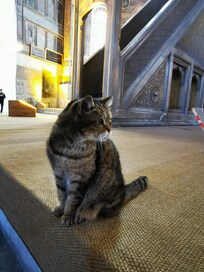 Huskatten i Hagia Sophia