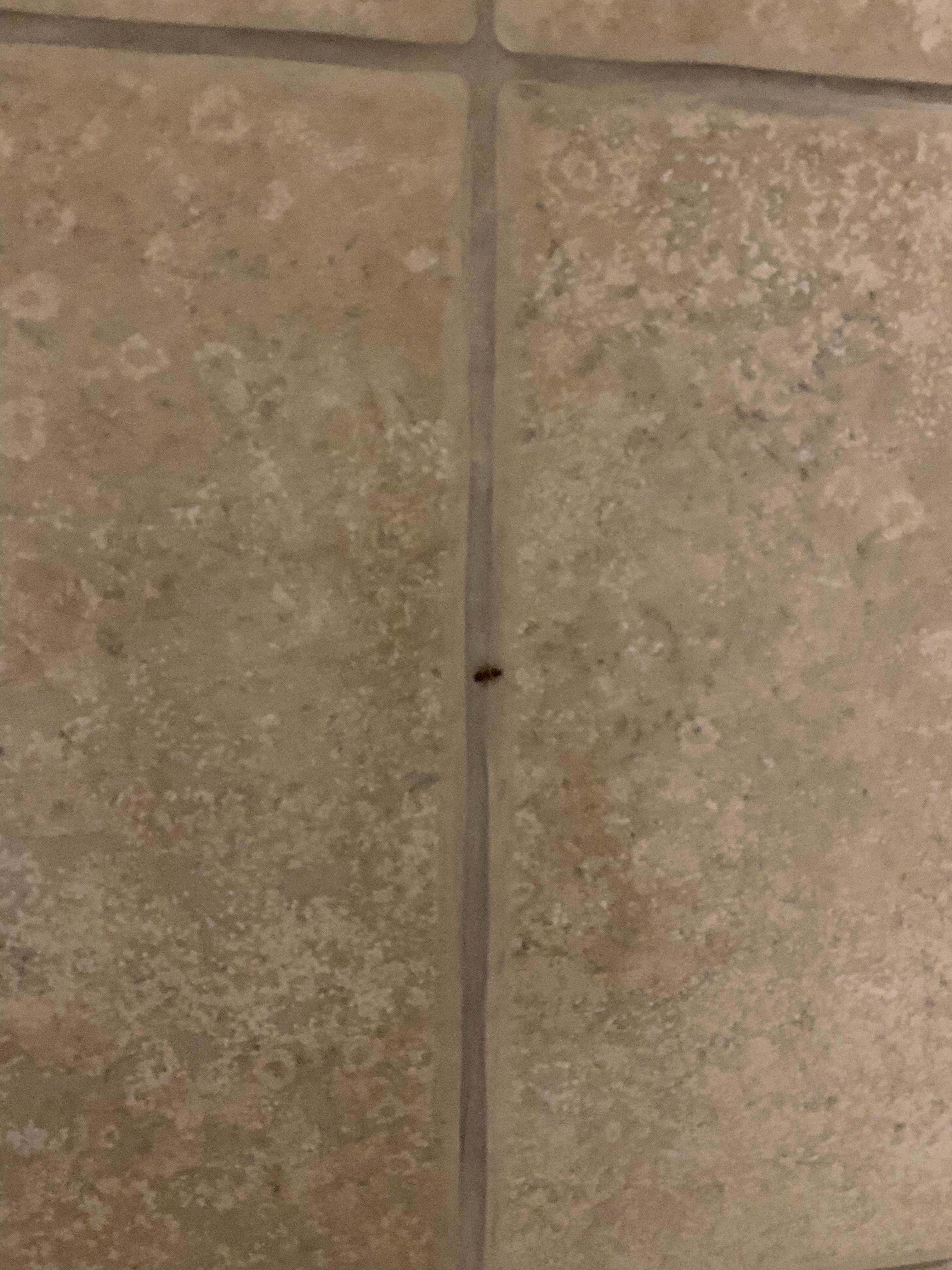 Roach in the shower 