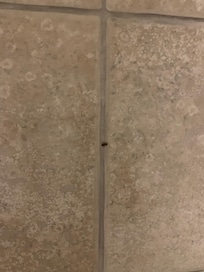 Roach in the shower