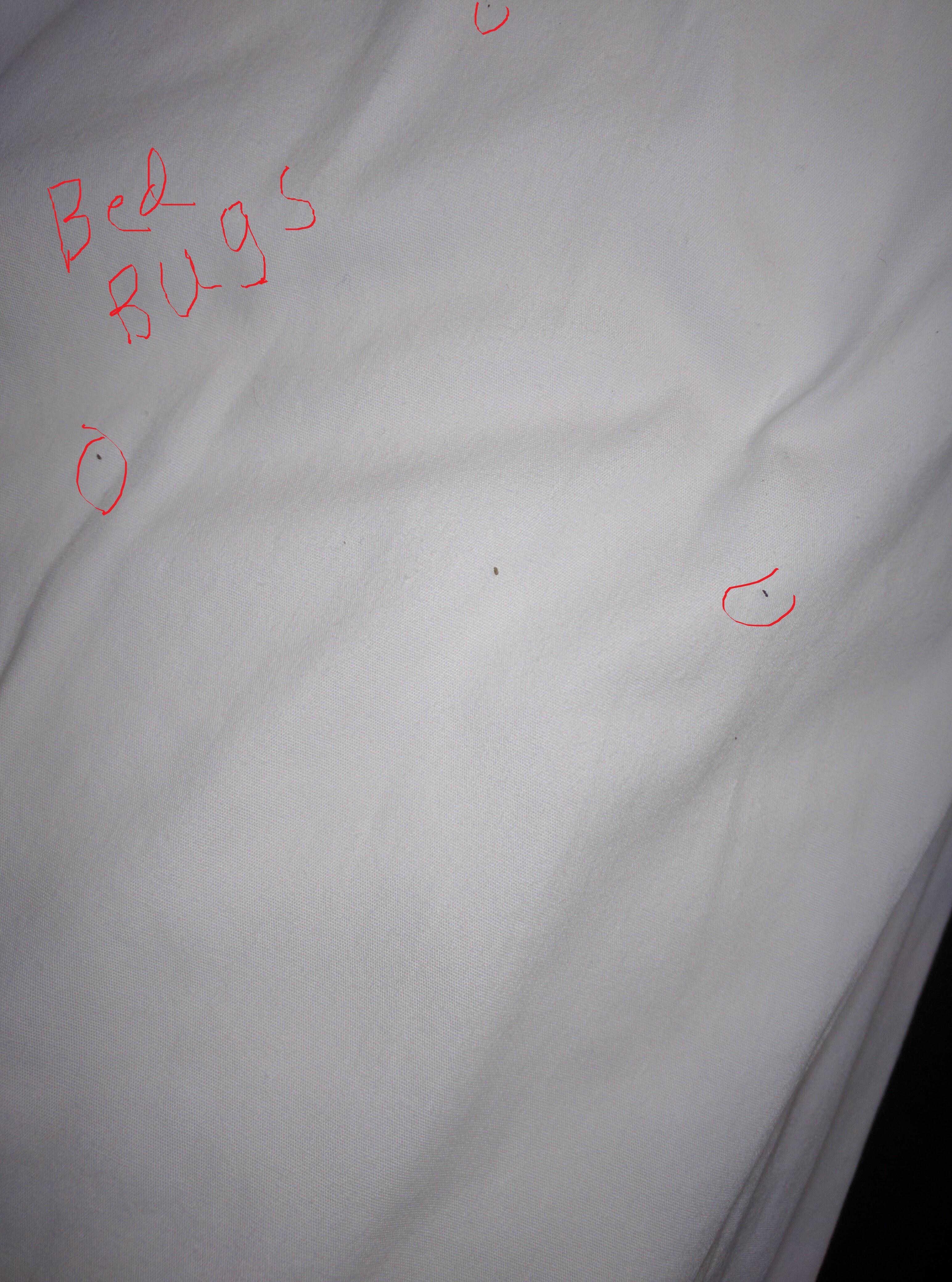 Bed Bugs an their droppings