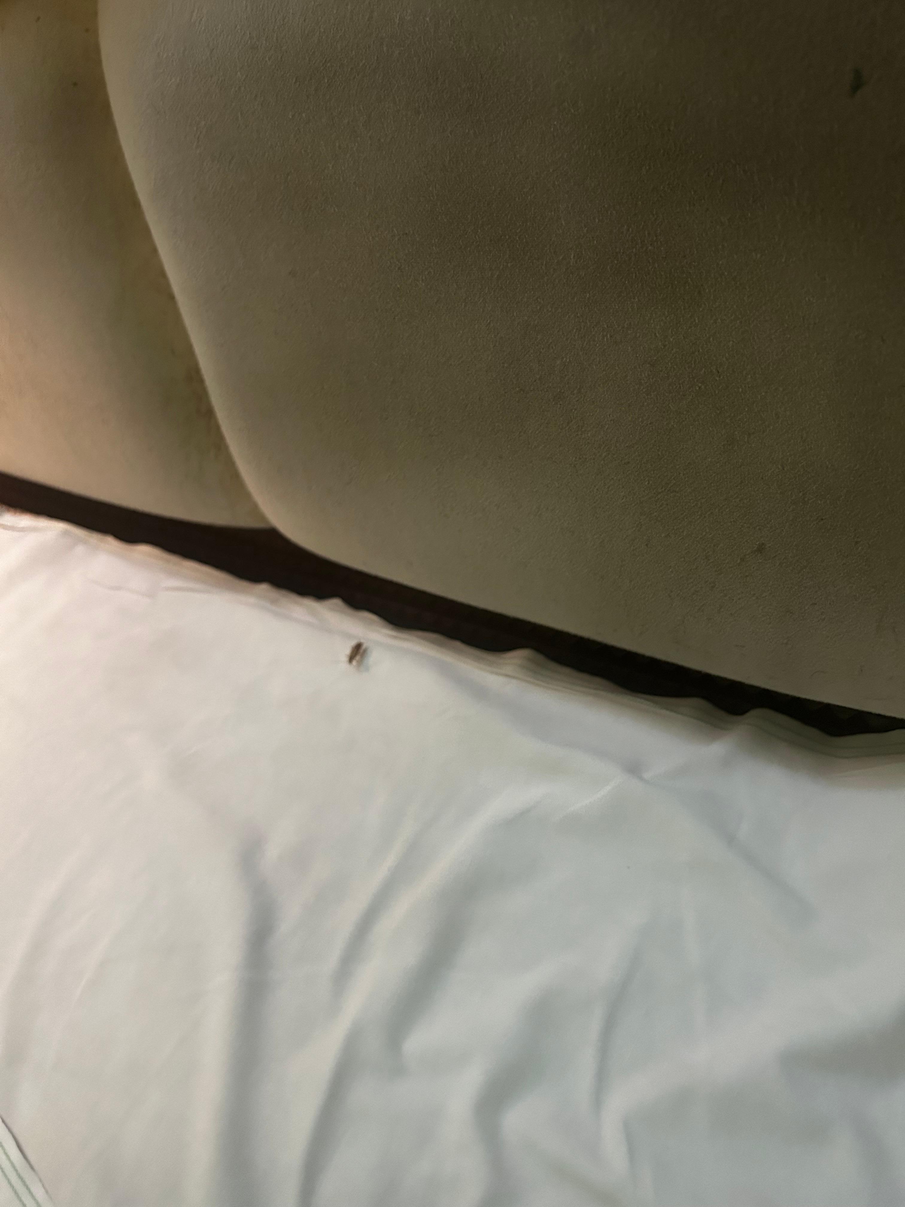 Roach on bed. 