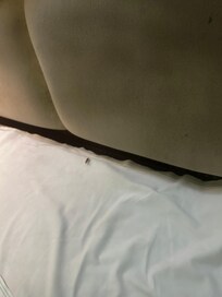 Roach on bed.