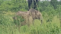 One of many elephants