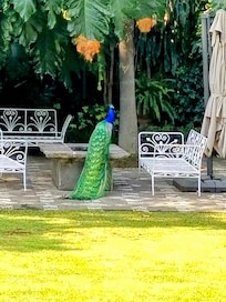 Peacock in the garden