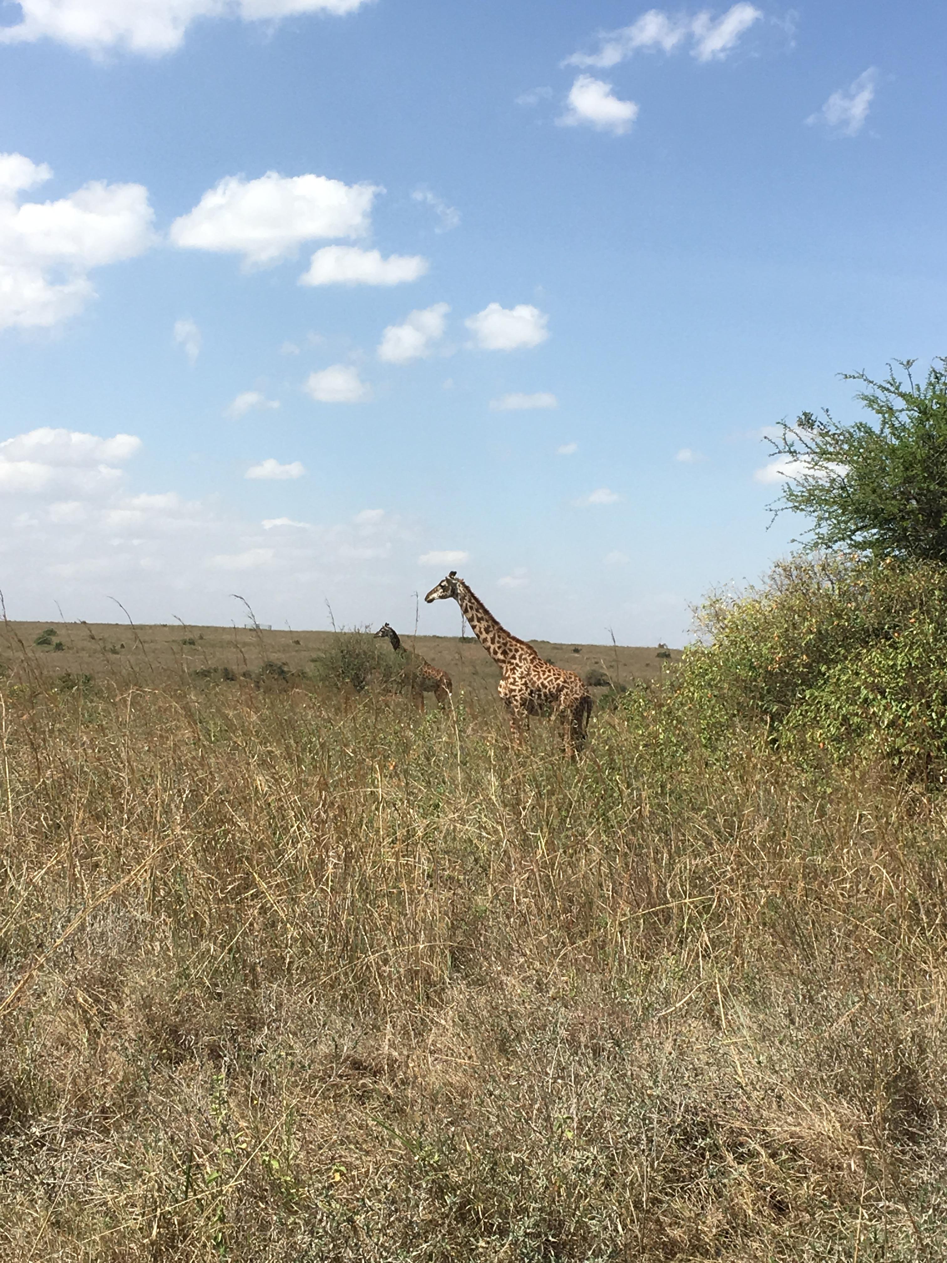 Giraffe in national park
