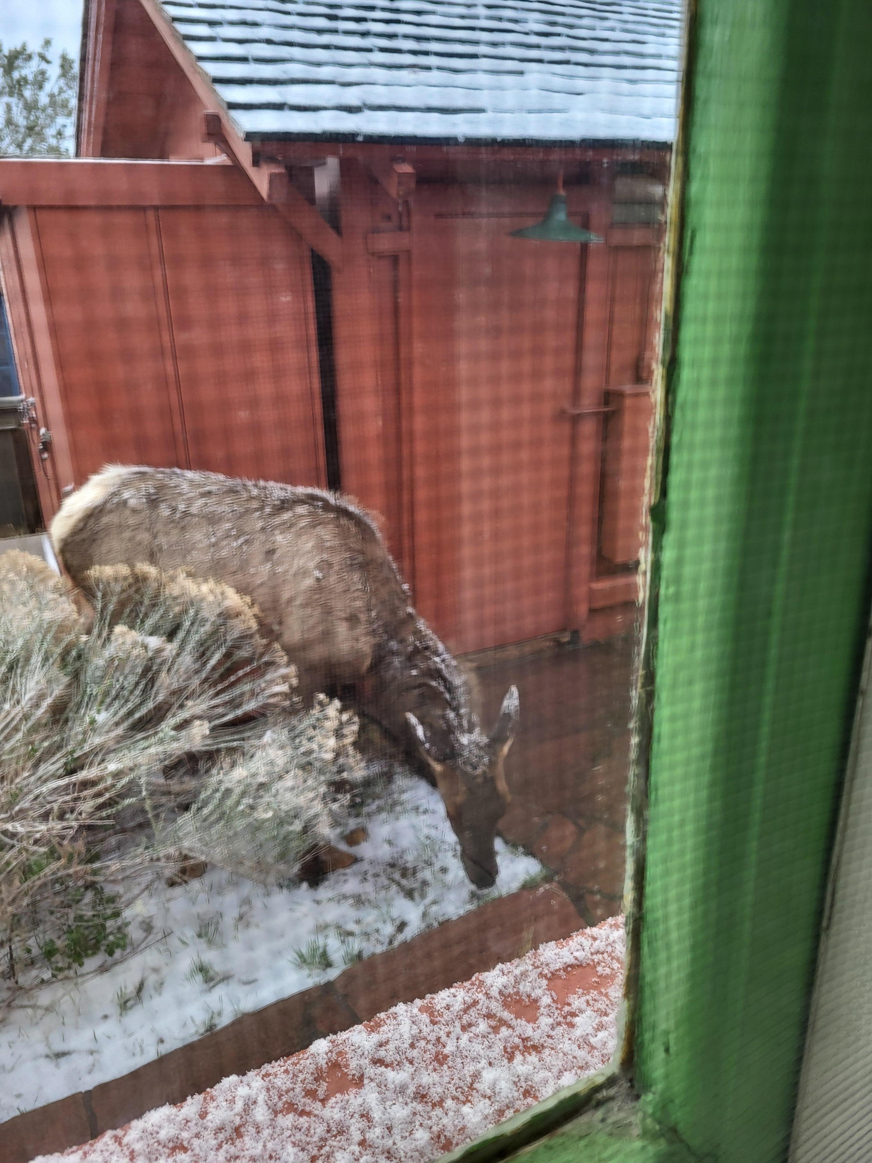 A furry visitor outside our window