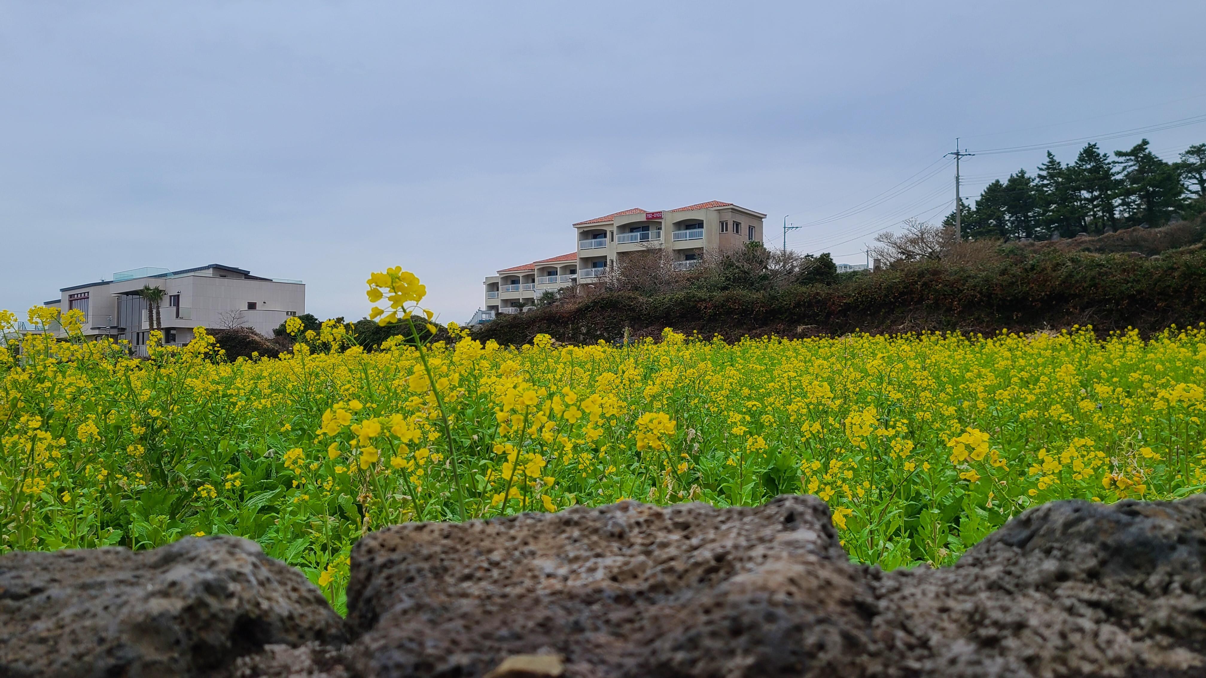 숙소앞 유채밭에서