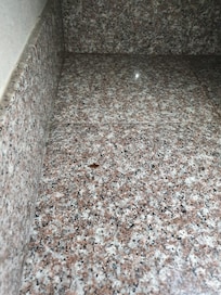 Roach on the microwave shelve