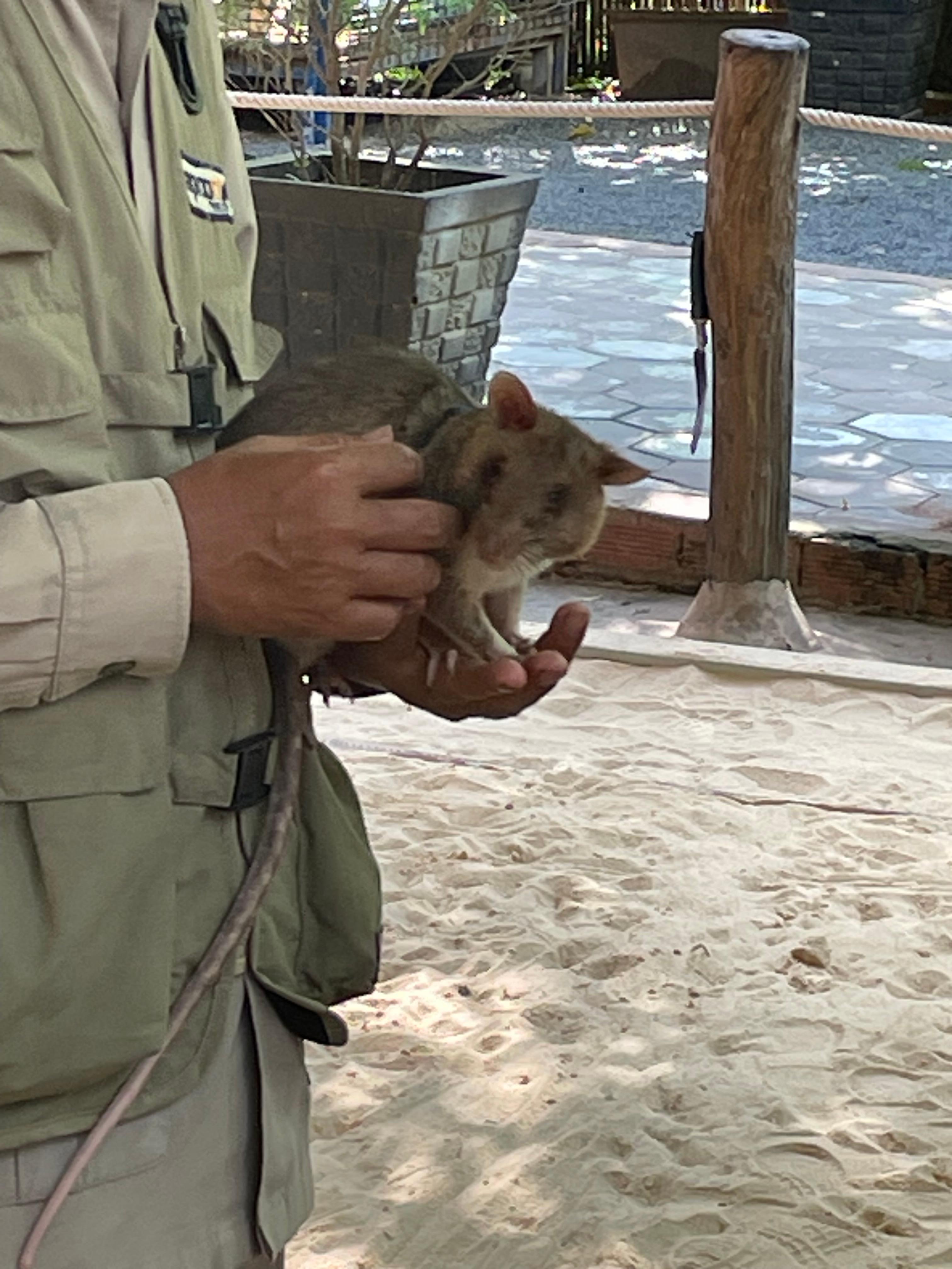 APOPO mine-clearance Hero Rats