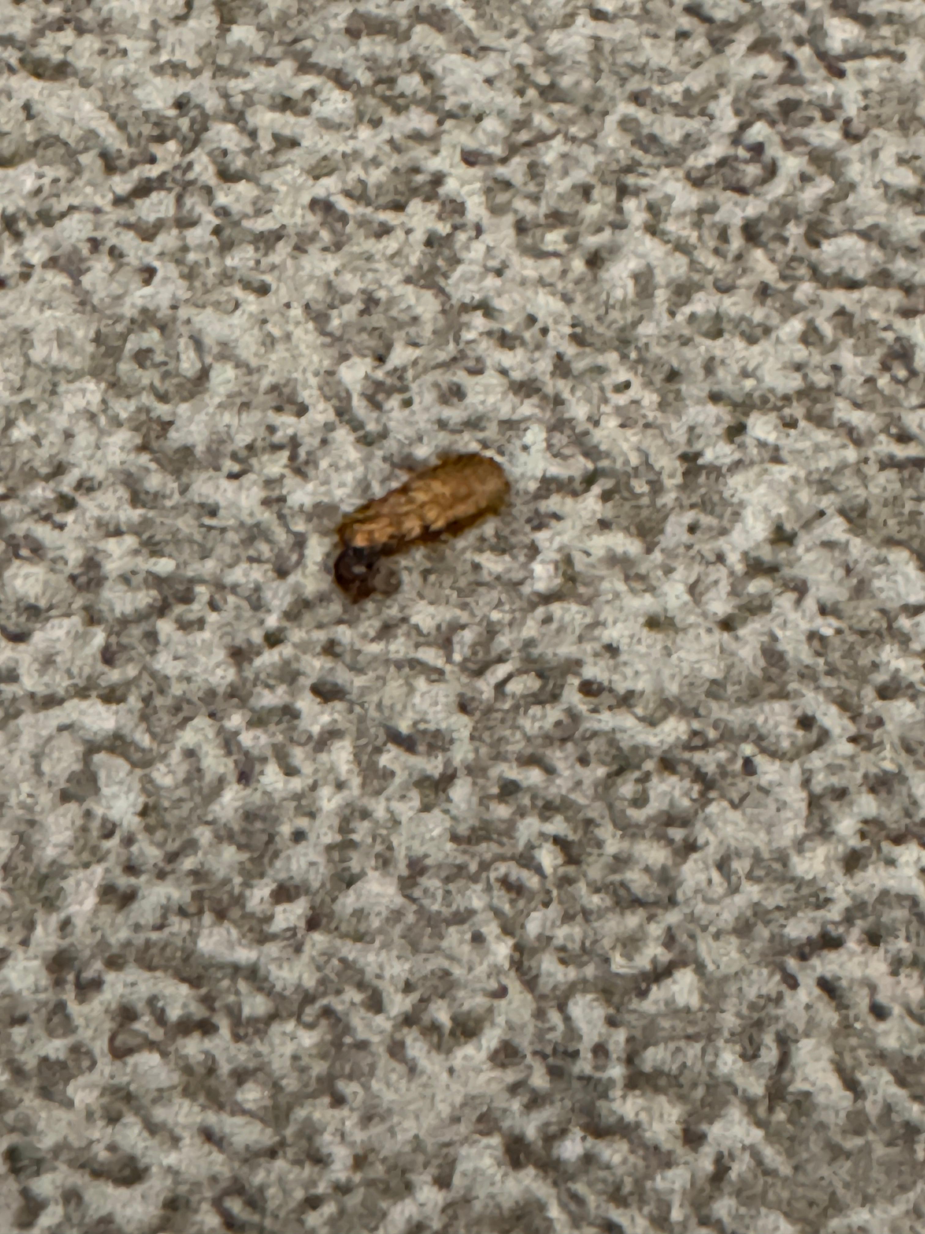 Chinche aplastada en piso estaba en la cama