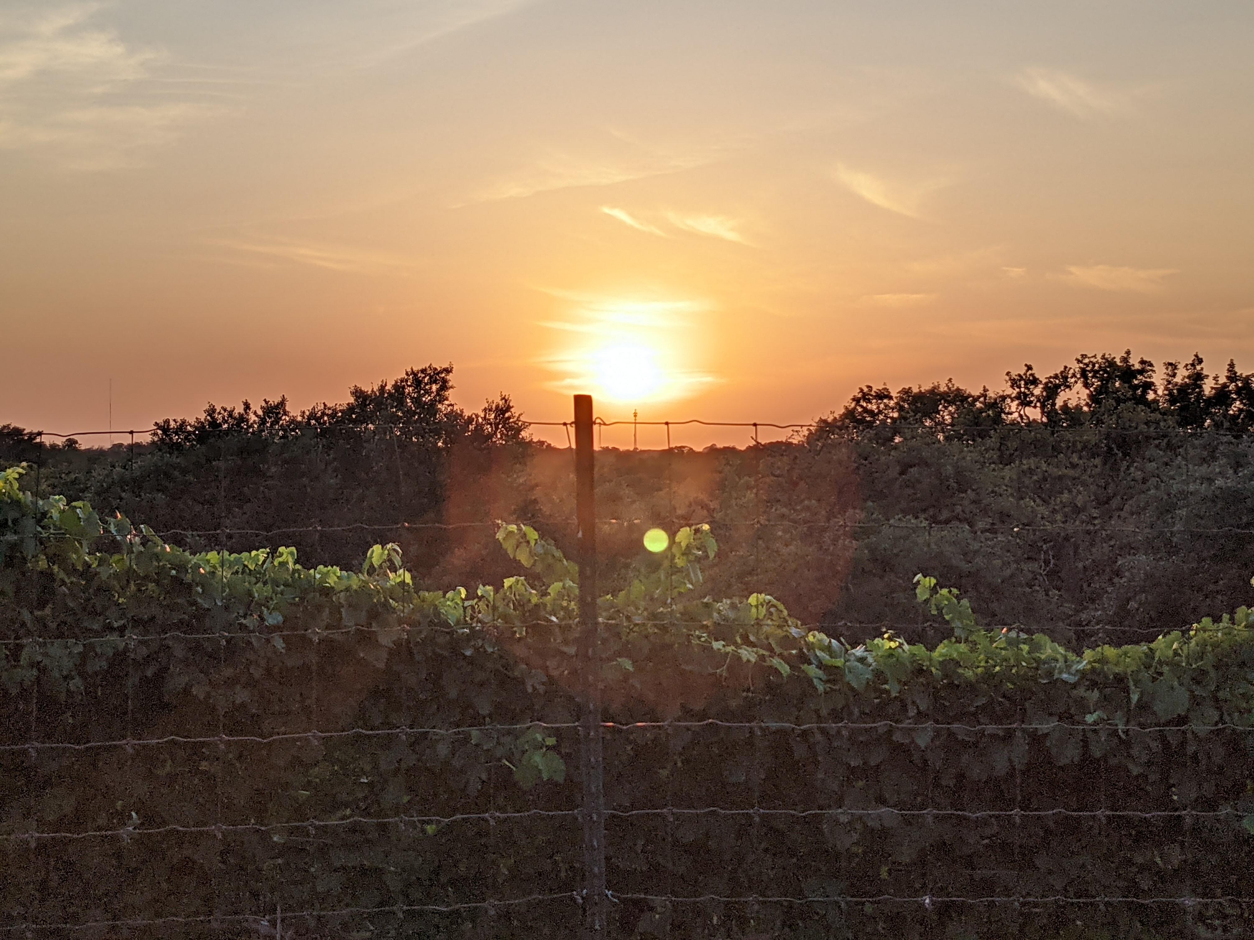 Sunset over the vineyard