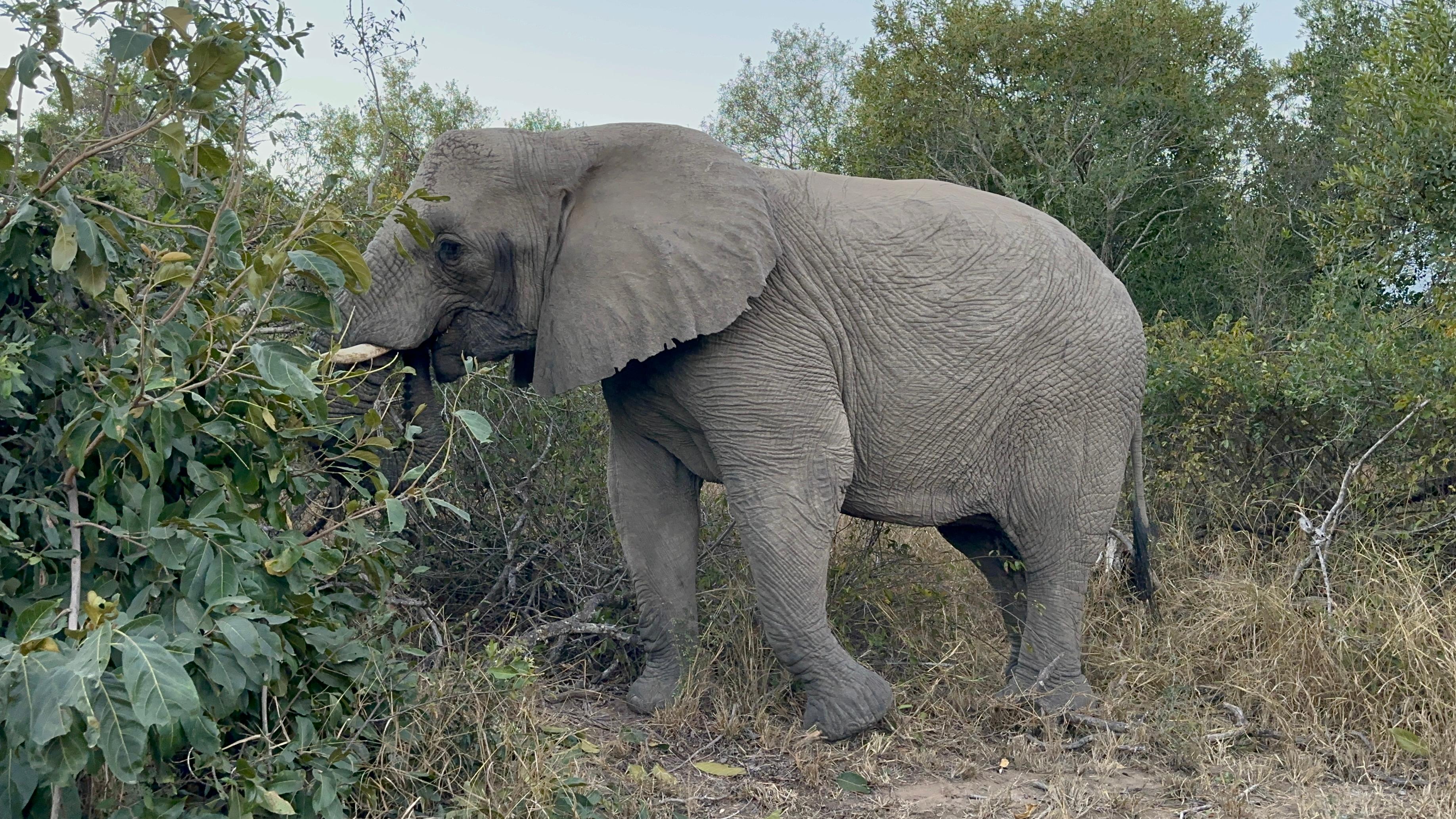 See the amazing wildlife on safari 