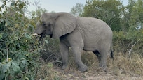 See the amazing wildlife on safari