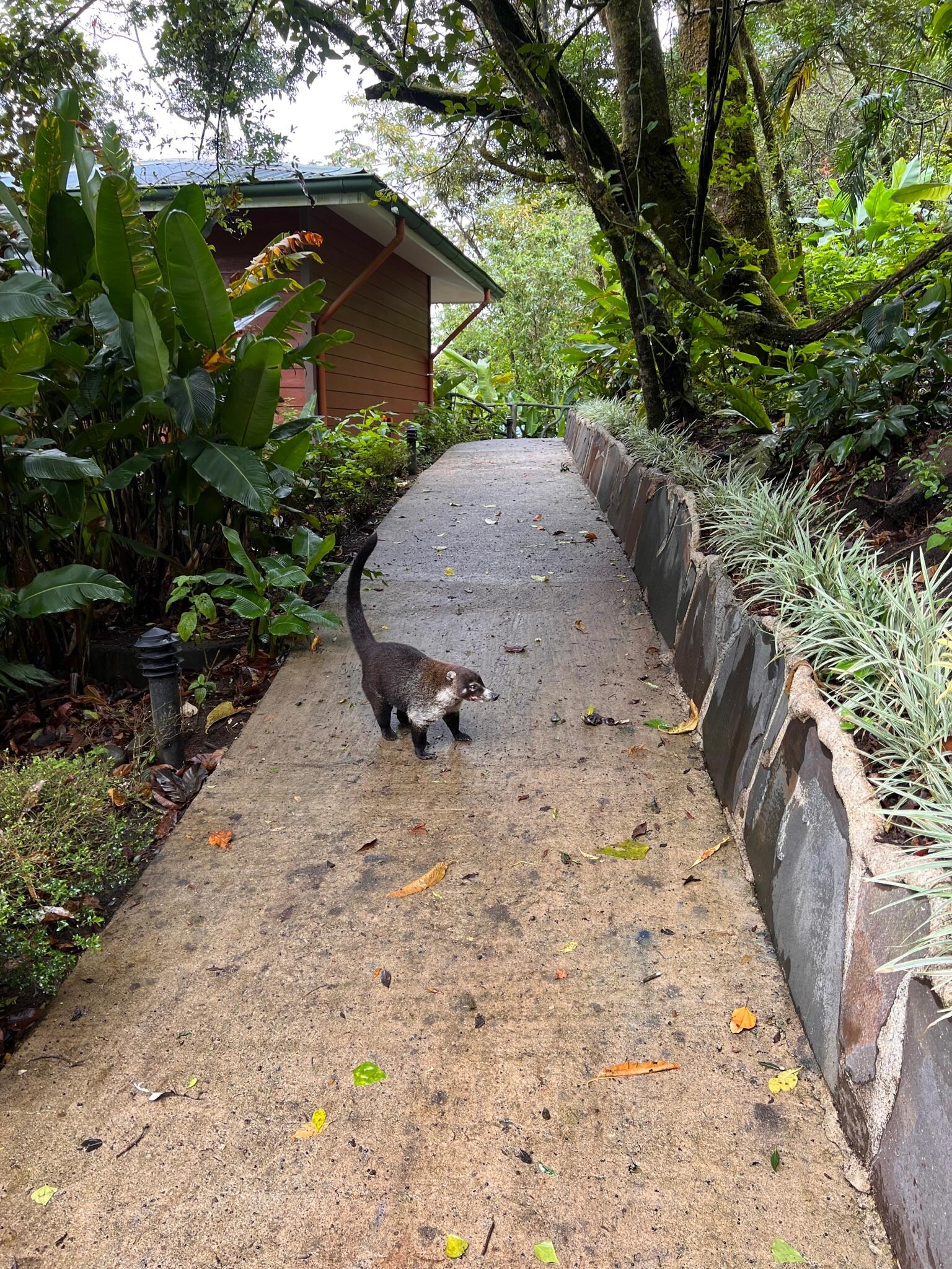 We made a coati friend 