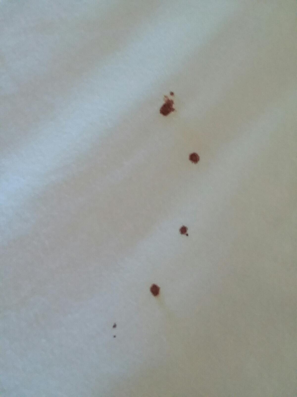 Bedbug boood