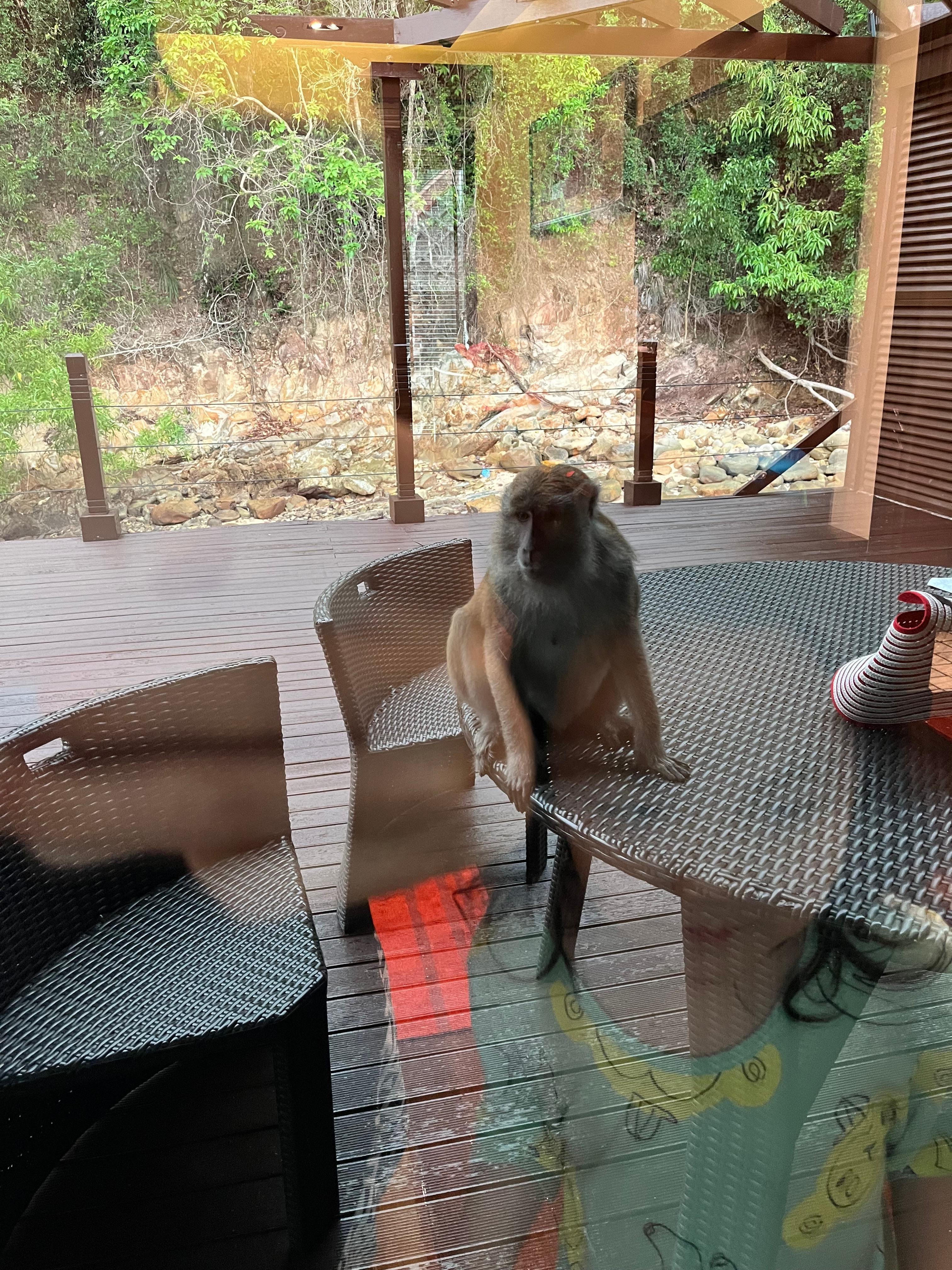 갑자기 출연한 원숭이