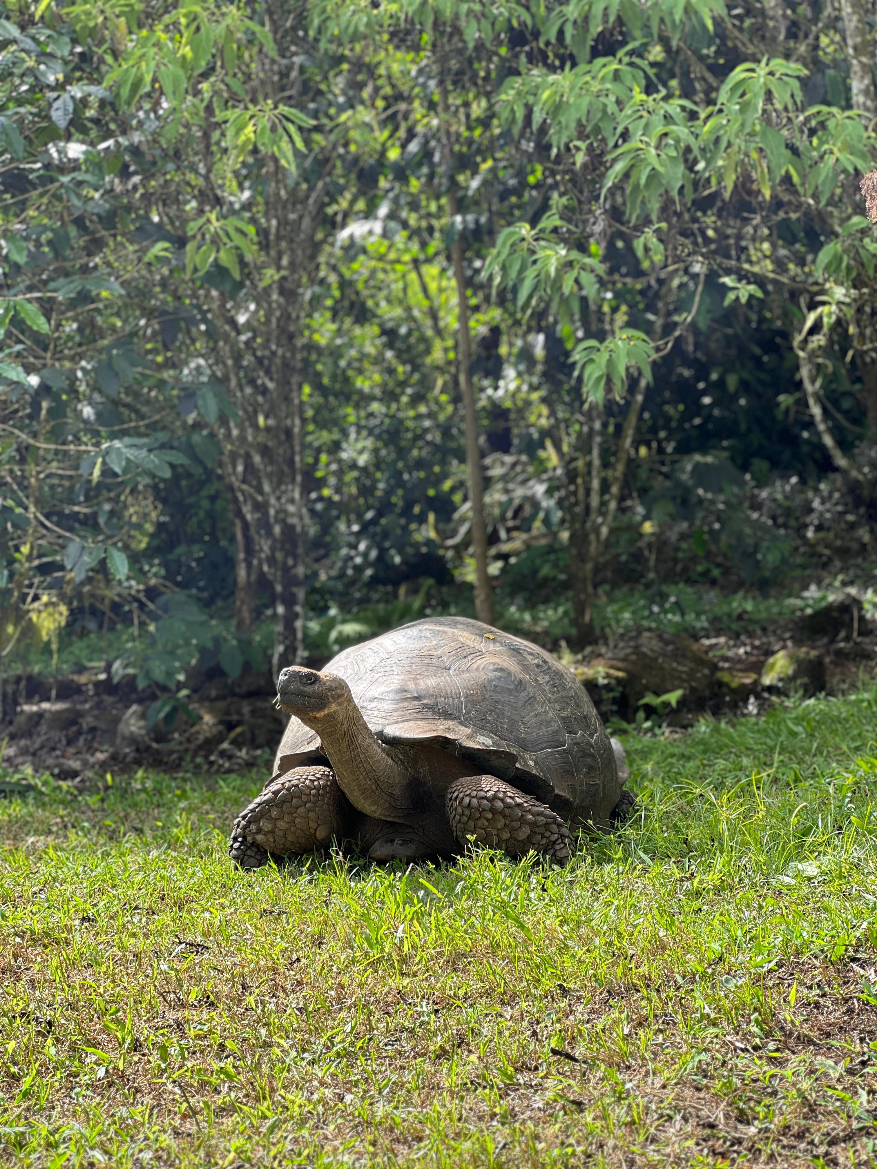 The first turtle we saw on the property 