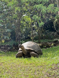The first turtle we saw on the property