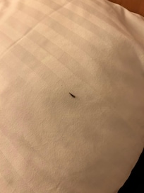 Foto del bichito en la almohada