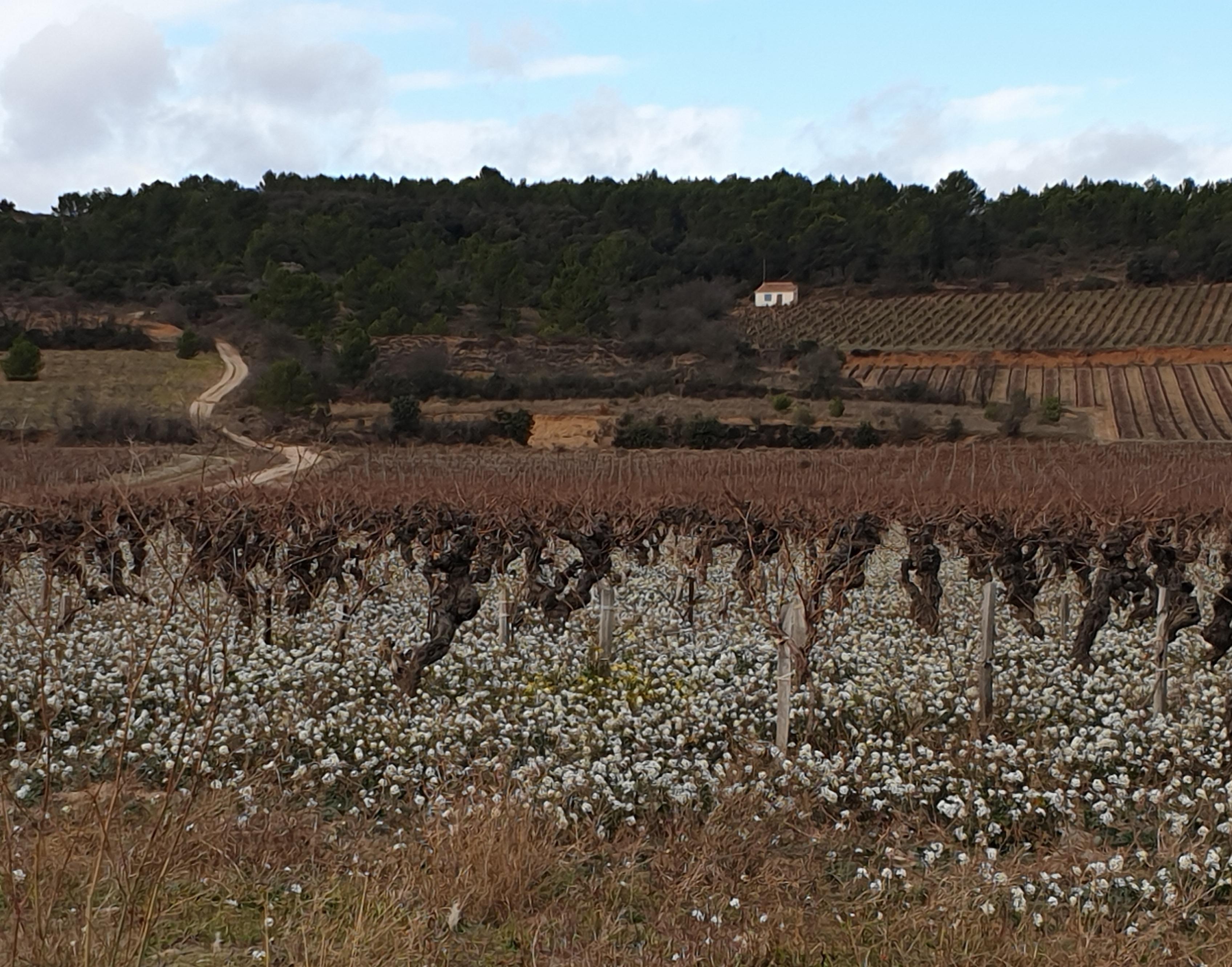 Le Minervois est magnifique 