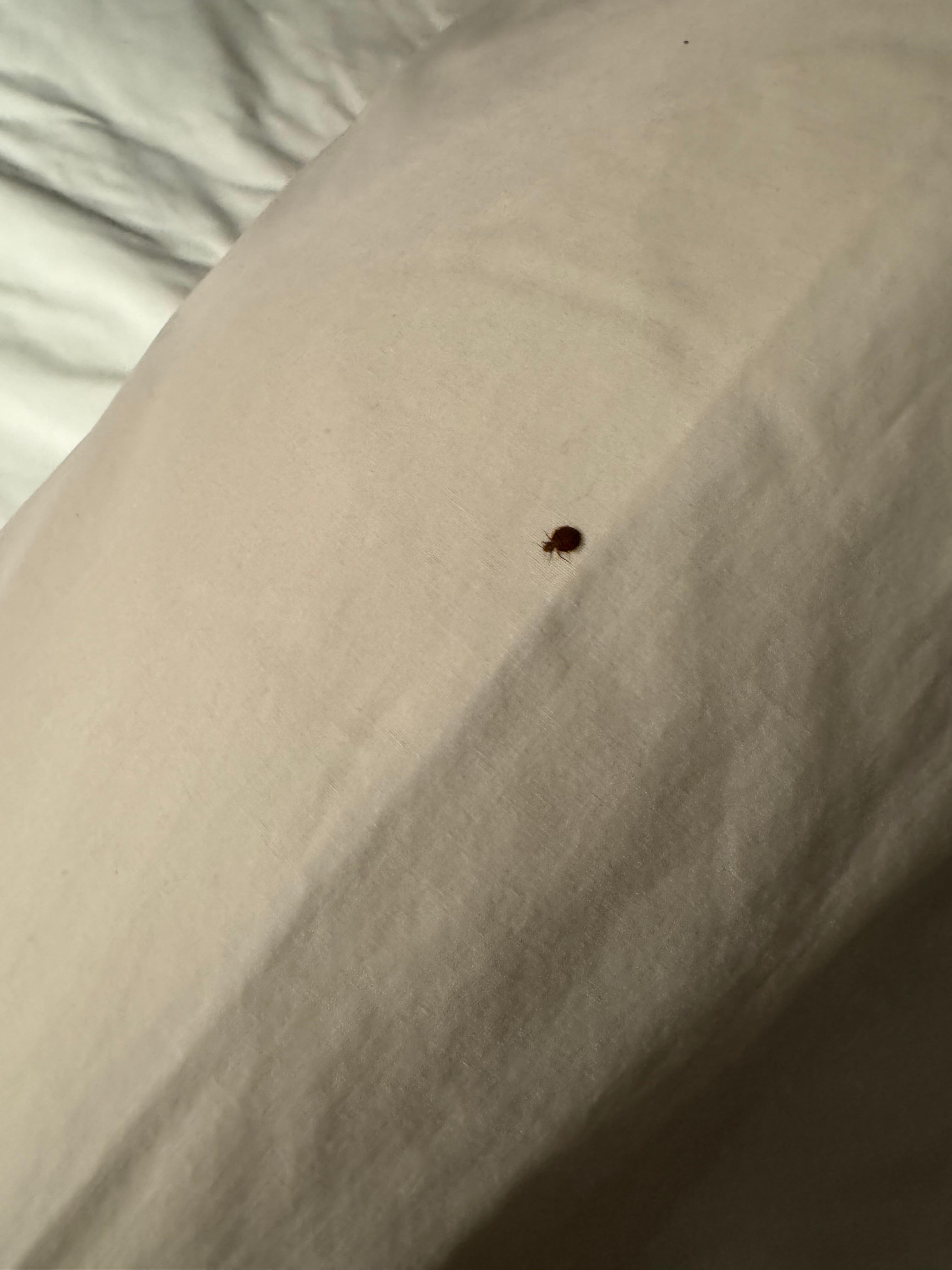 Bedbug marching on pillow