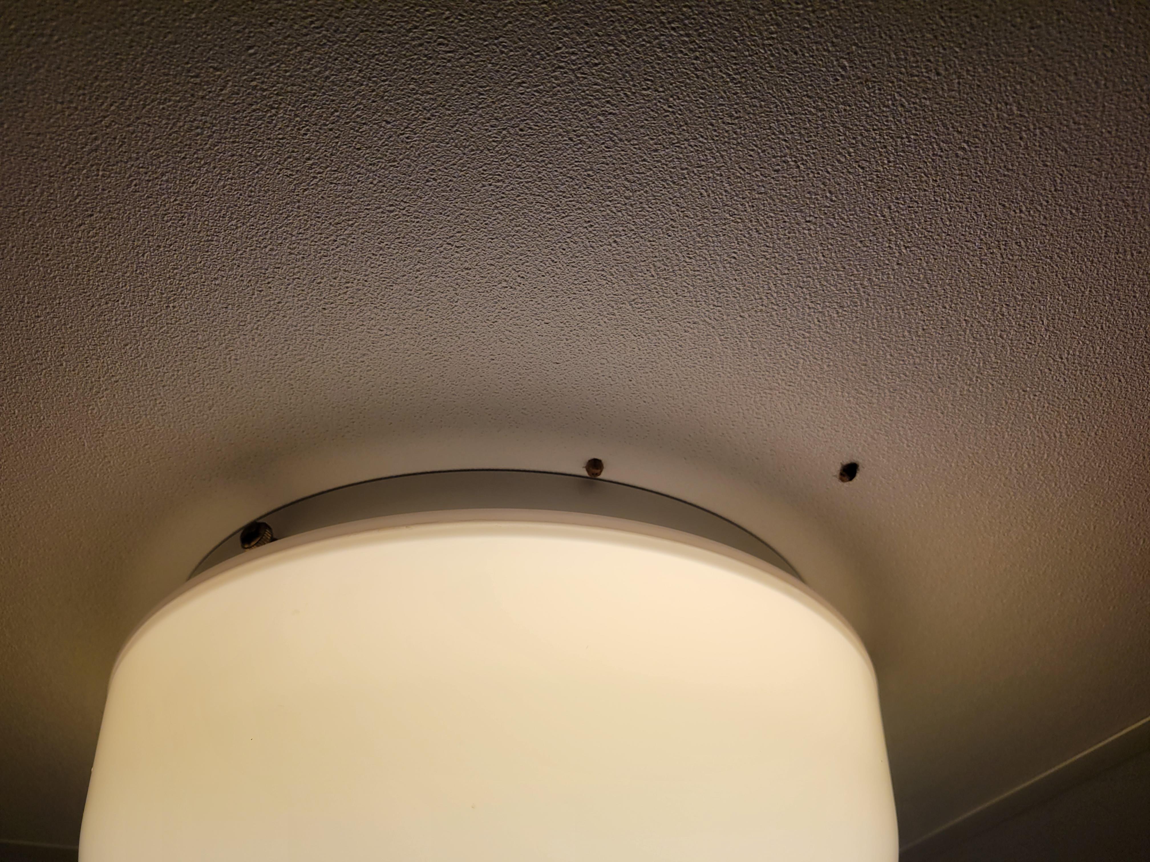 Some of the numerous live lady bugs in the room.