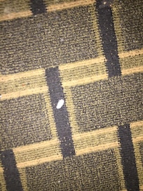clearly not vacuumed