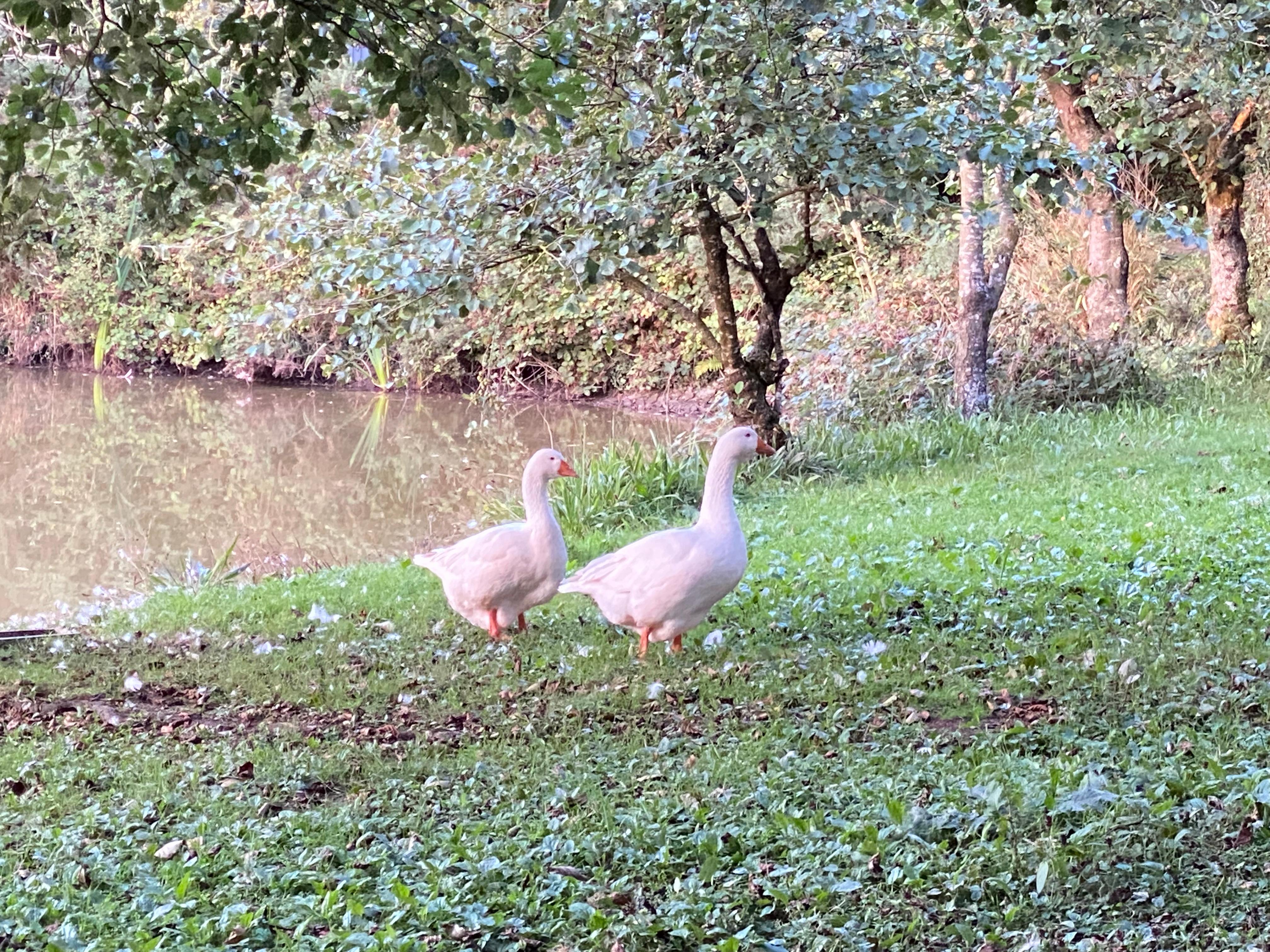 Goose couple