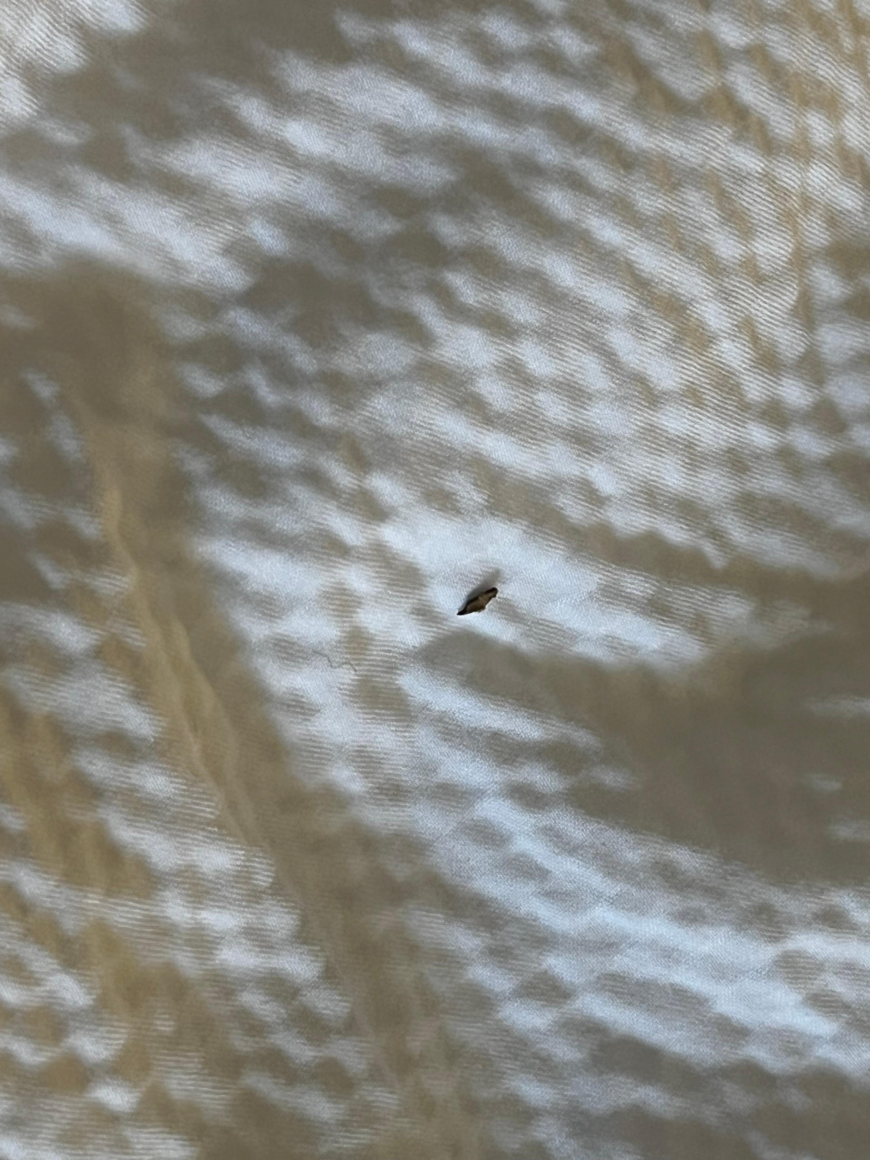 A bug on the blanket 