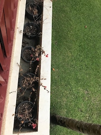 Blomster i terassekassene