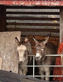 Resident donkeys