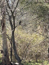 The hawk that visited everyday.