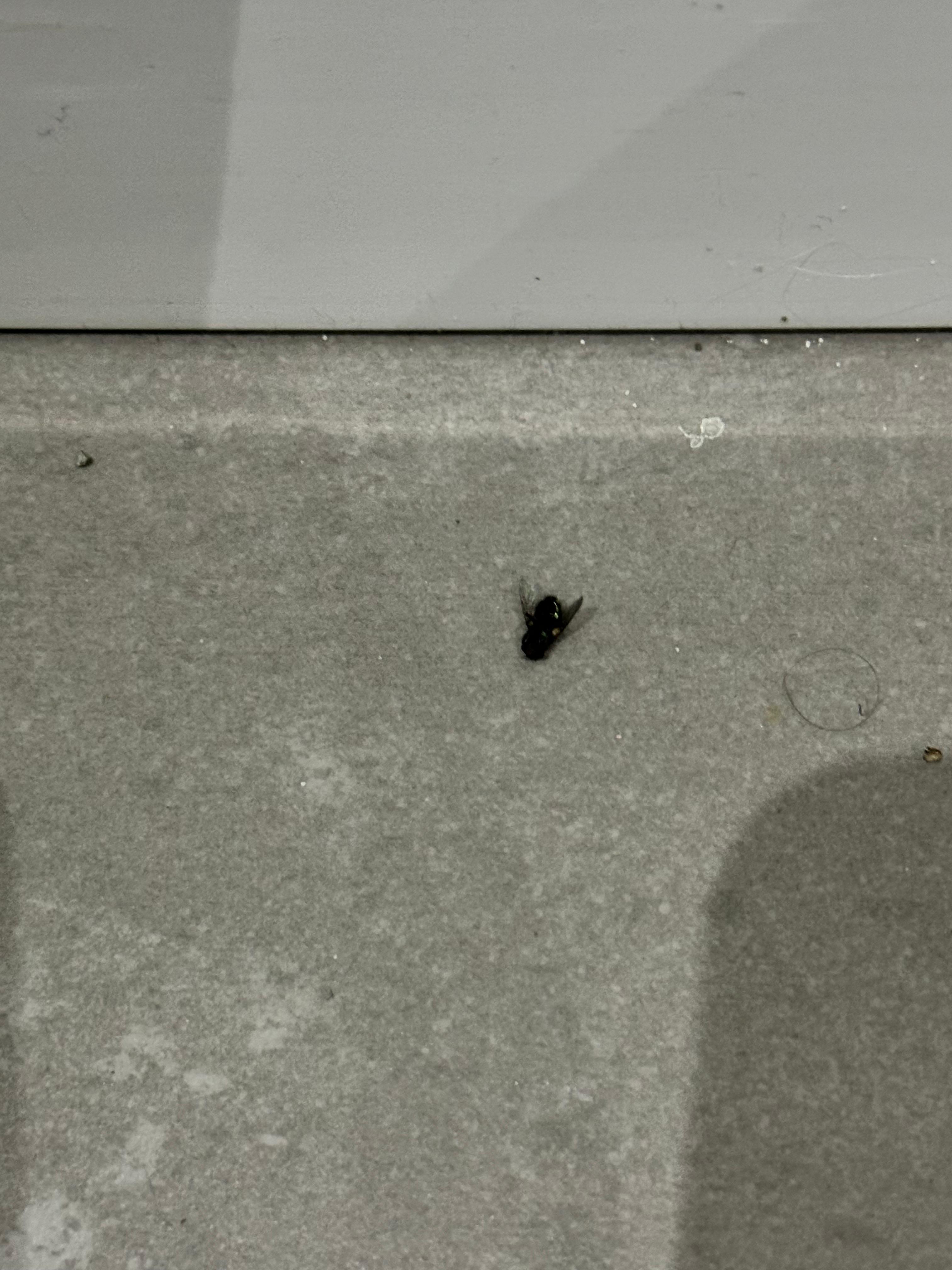 We saw 3 dead flies and 2 mosquitos.. not sure how they even got in here due to the lack of windows in the room. And maybe lack of cleaning due to people not wanting to be in this room.