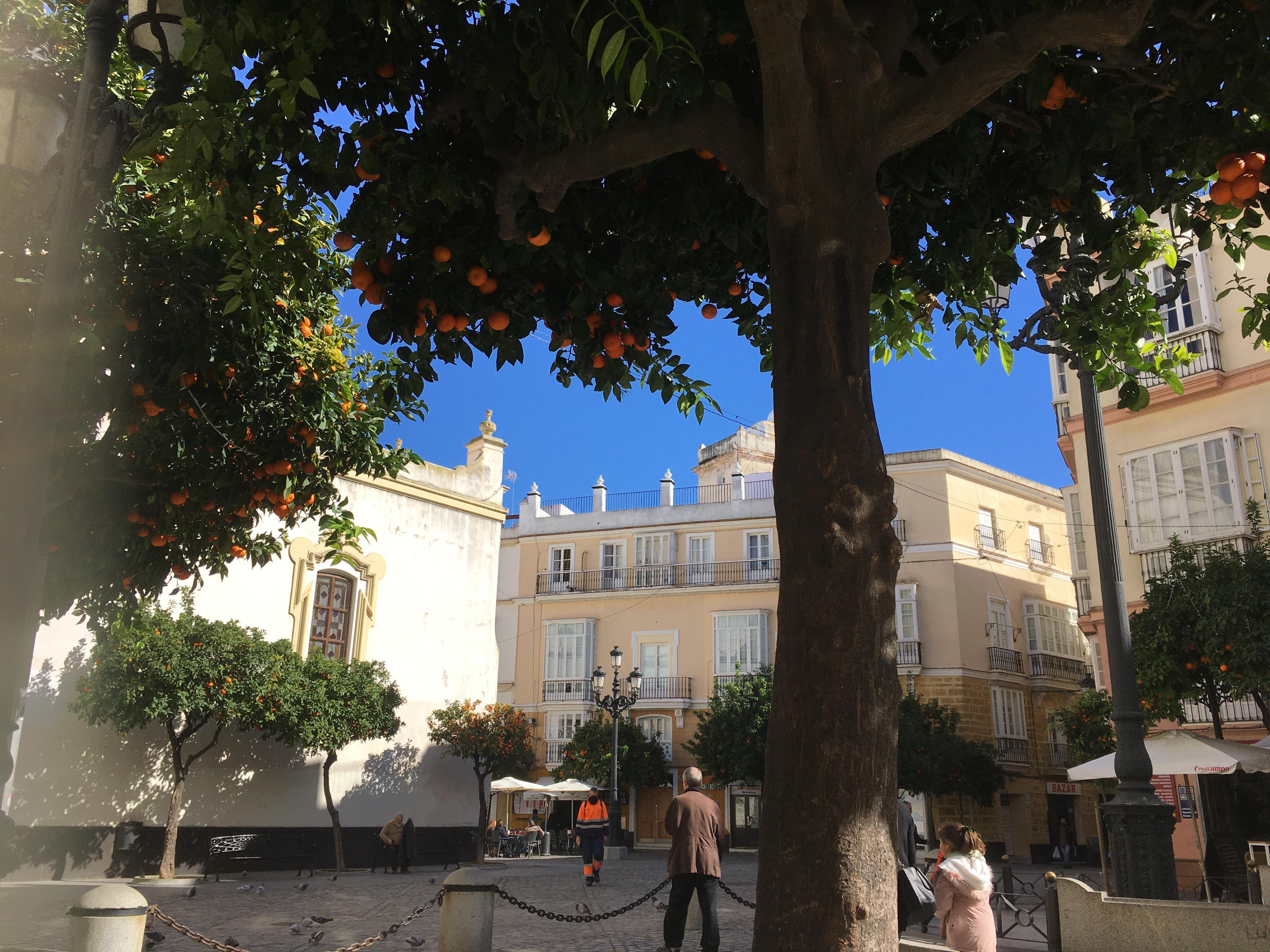 La vue sur la place depuis la terrasse de la cafétéria sous les orangers