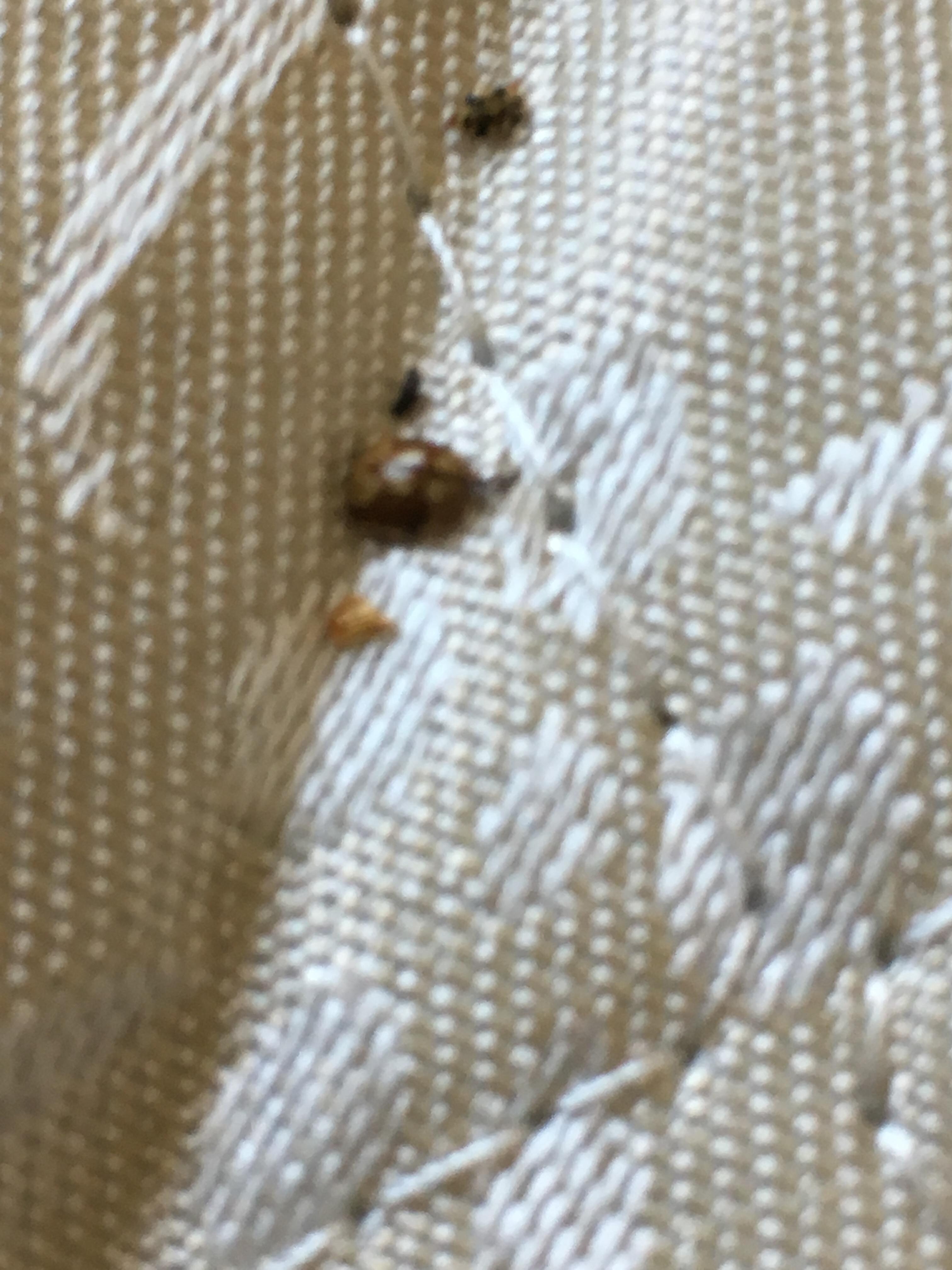 Bugs in bed 
