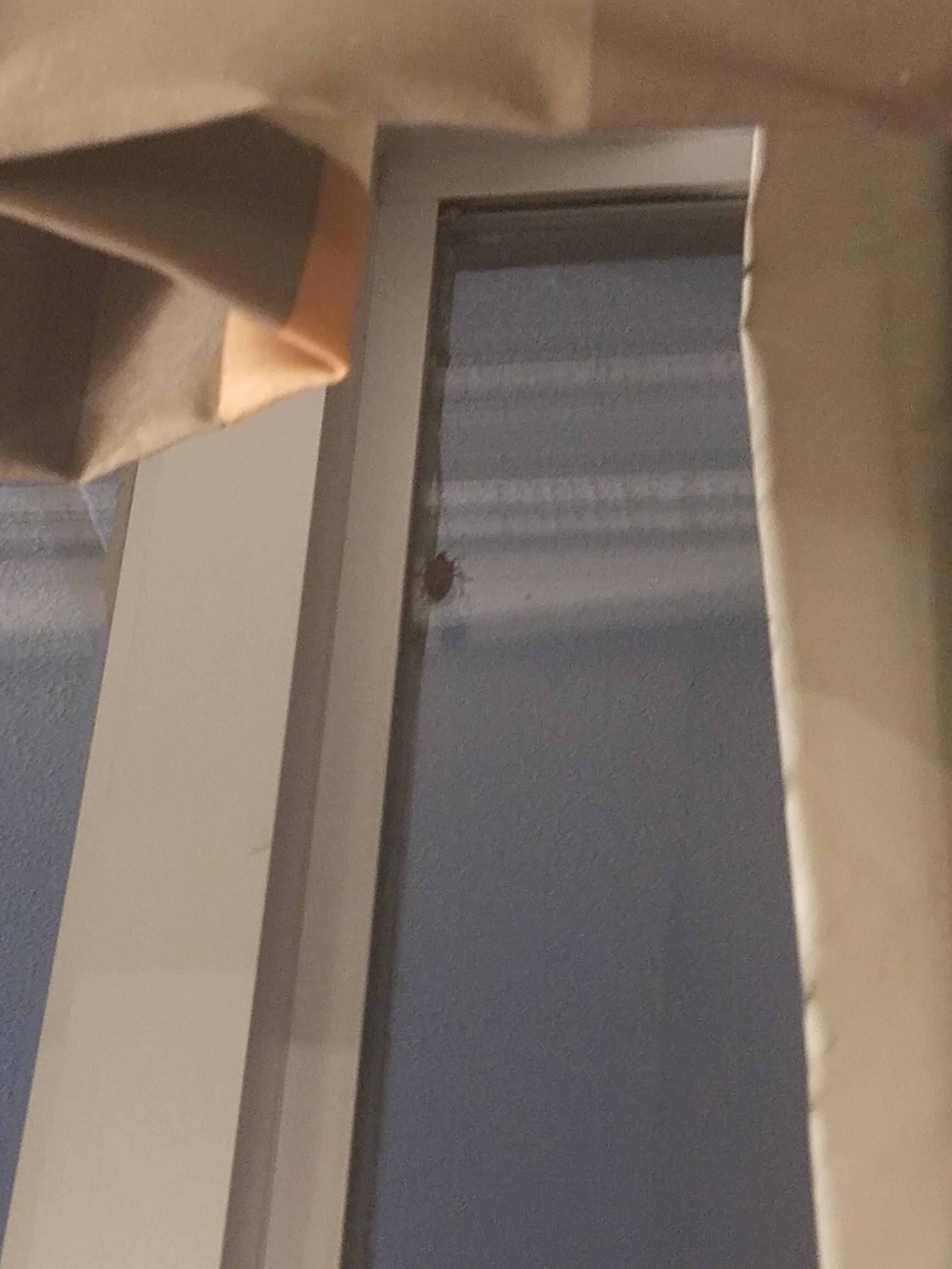 Bug