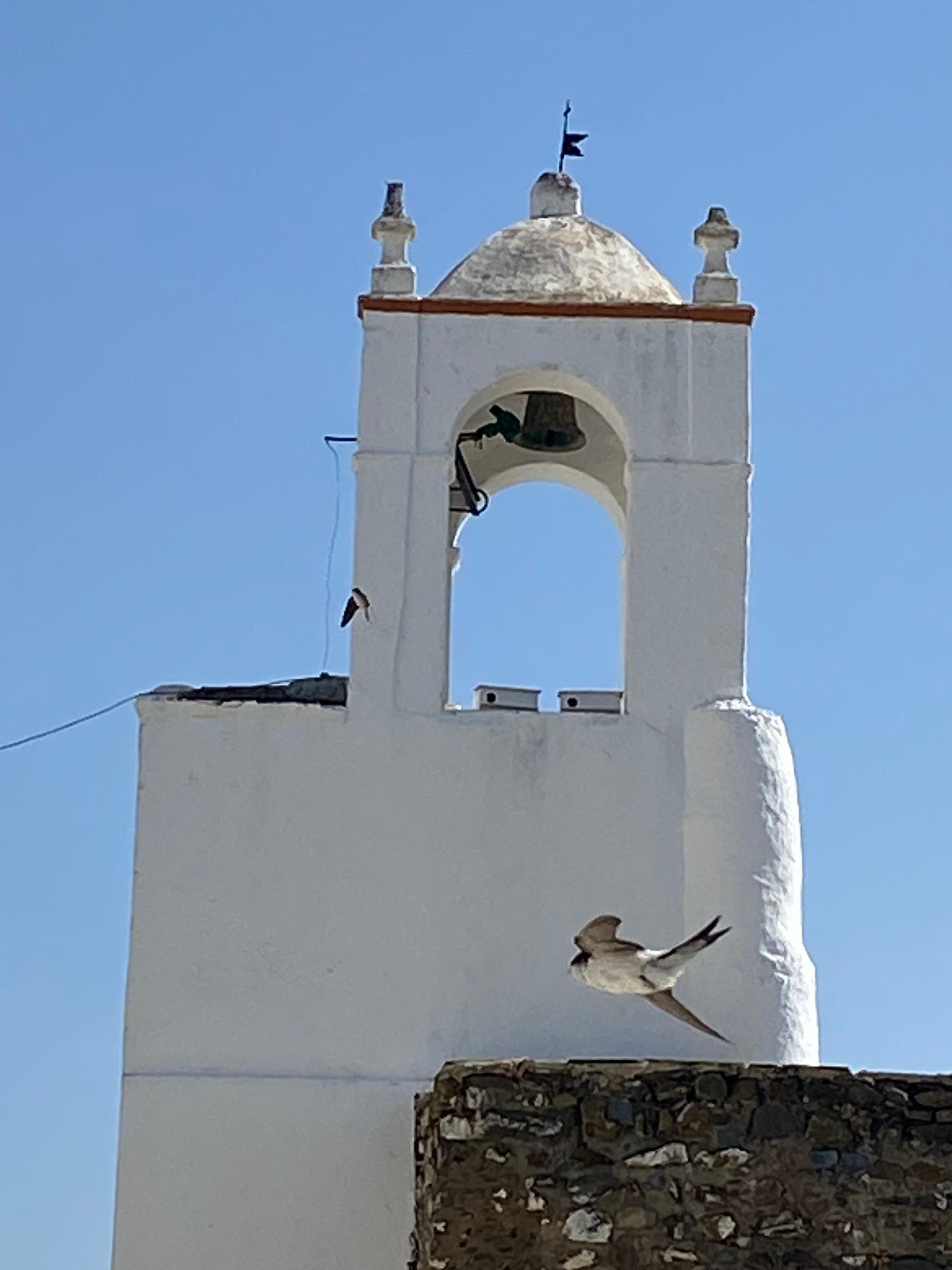 House Martin in flight