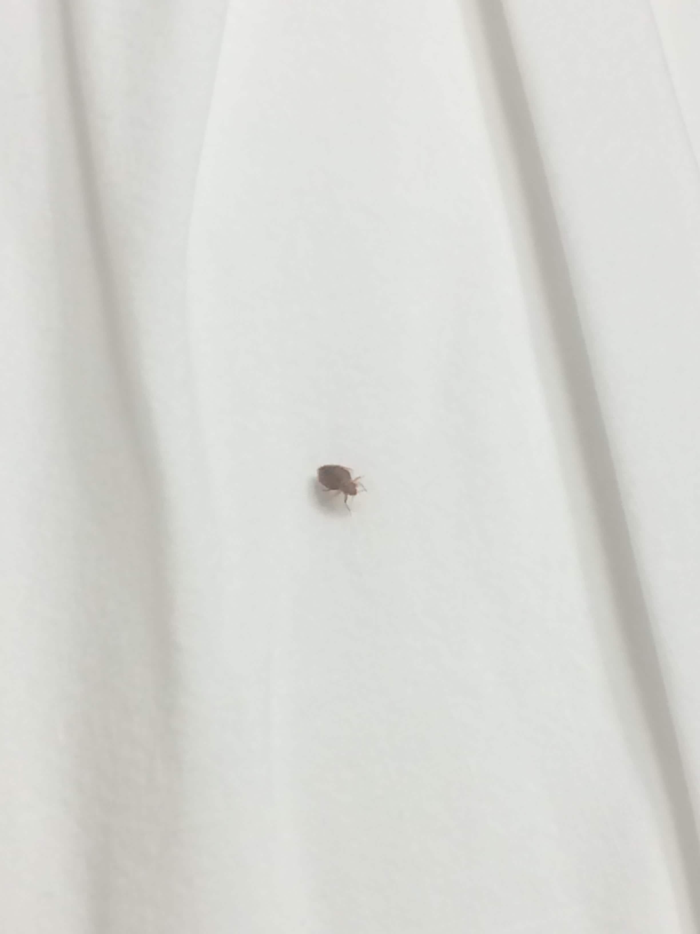 Bed bug in both beds