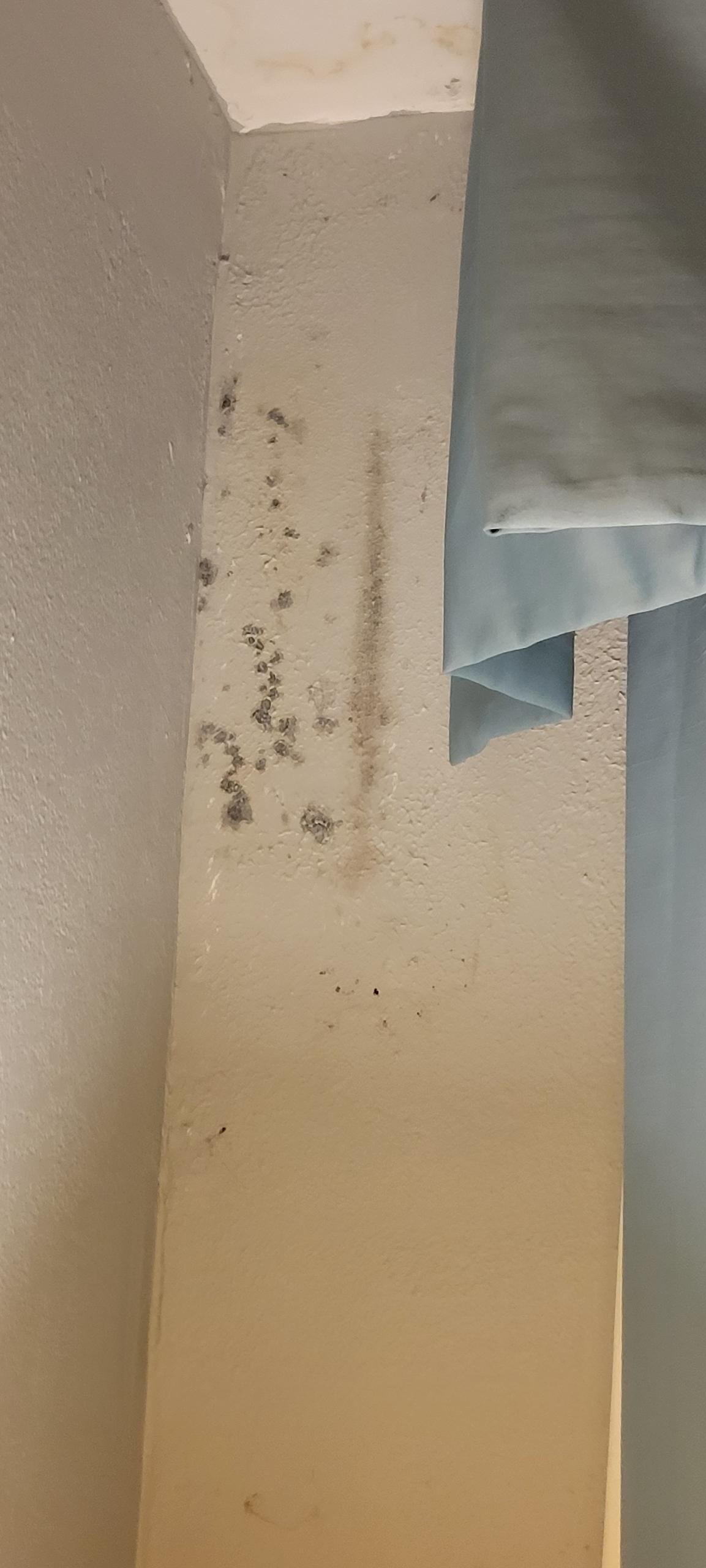 Black mold